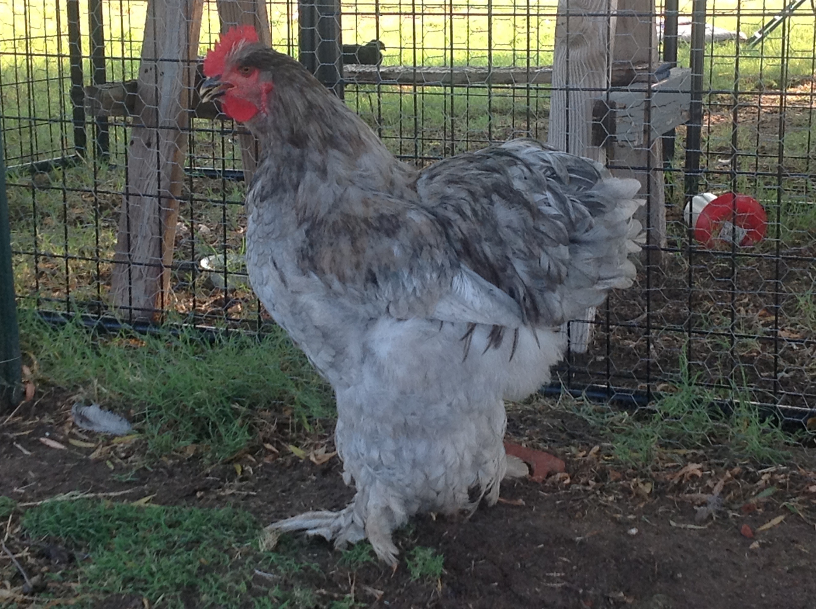 Blue. He is HUGE now!!!