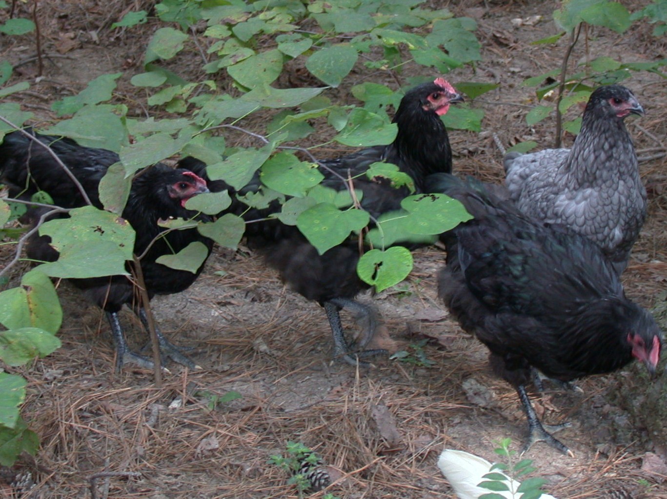 BLUE HEN IS SINGLE FEMALE FROM HATCH