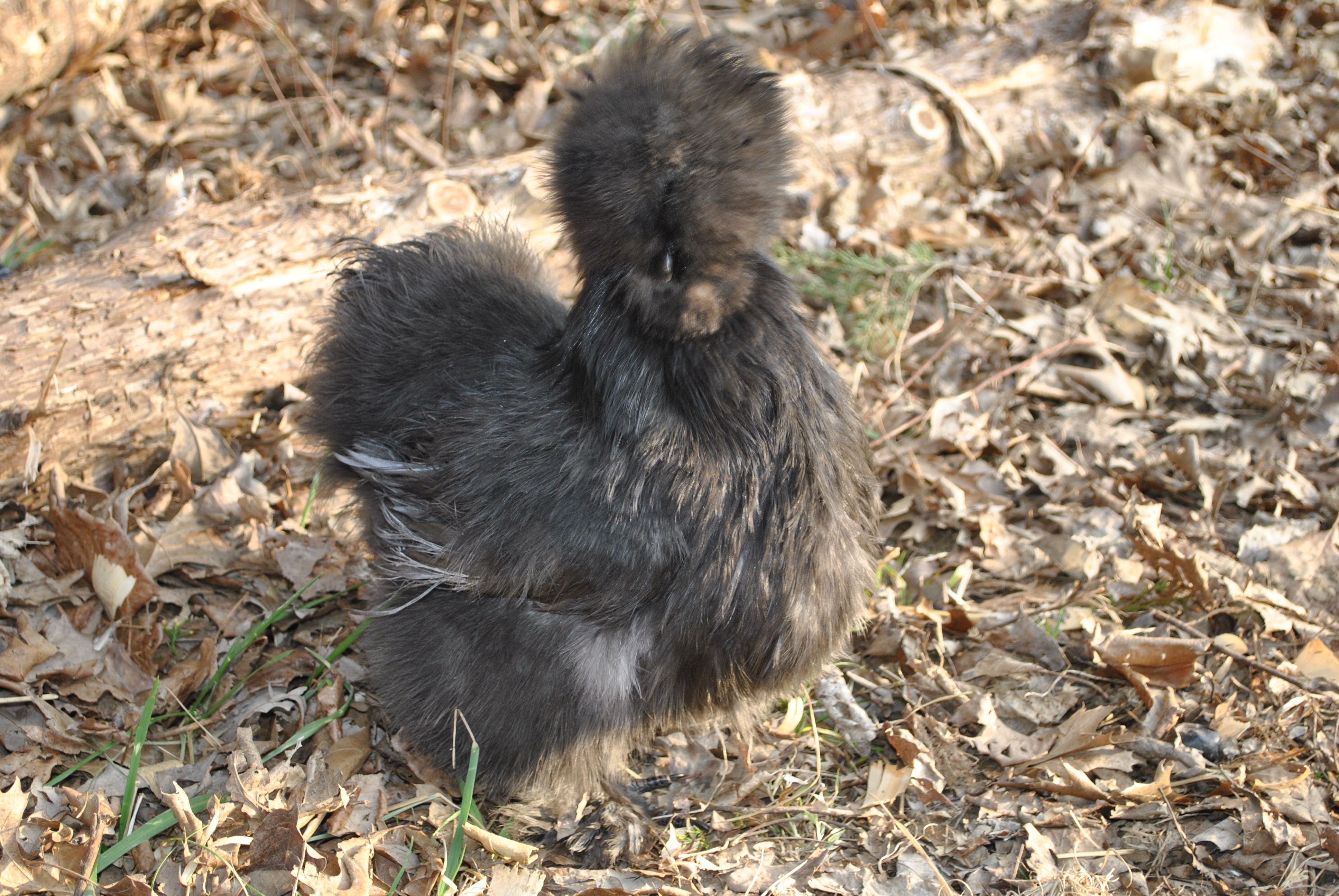 Blue hen