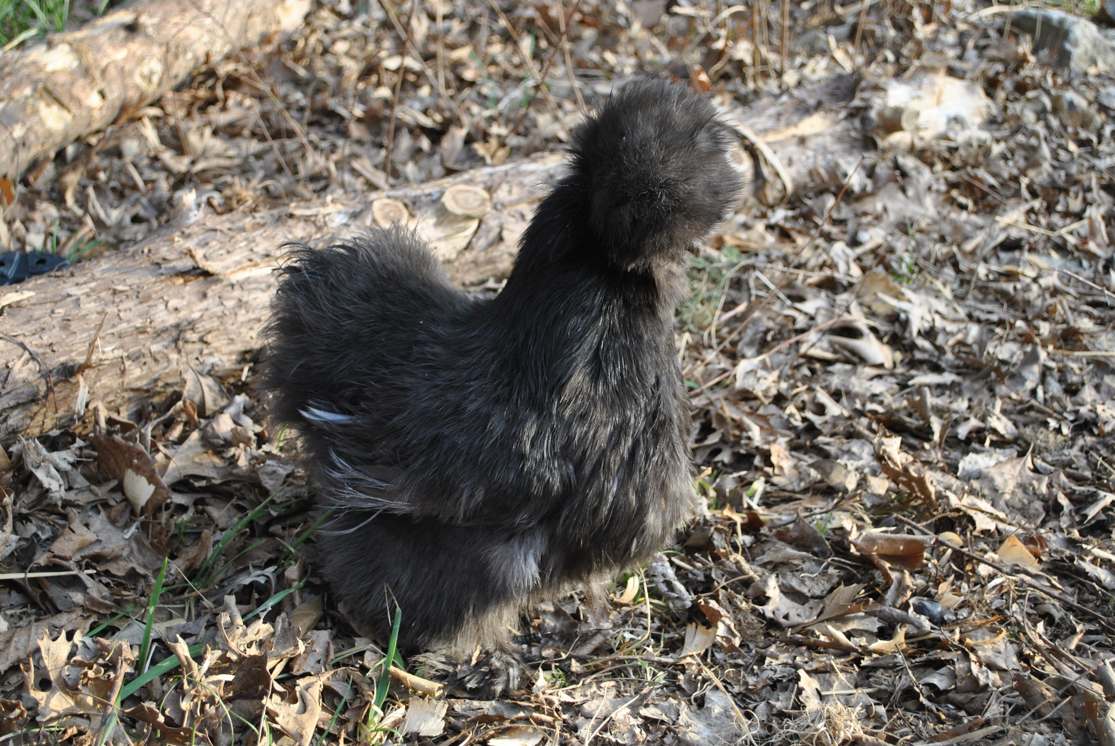 Blue hen