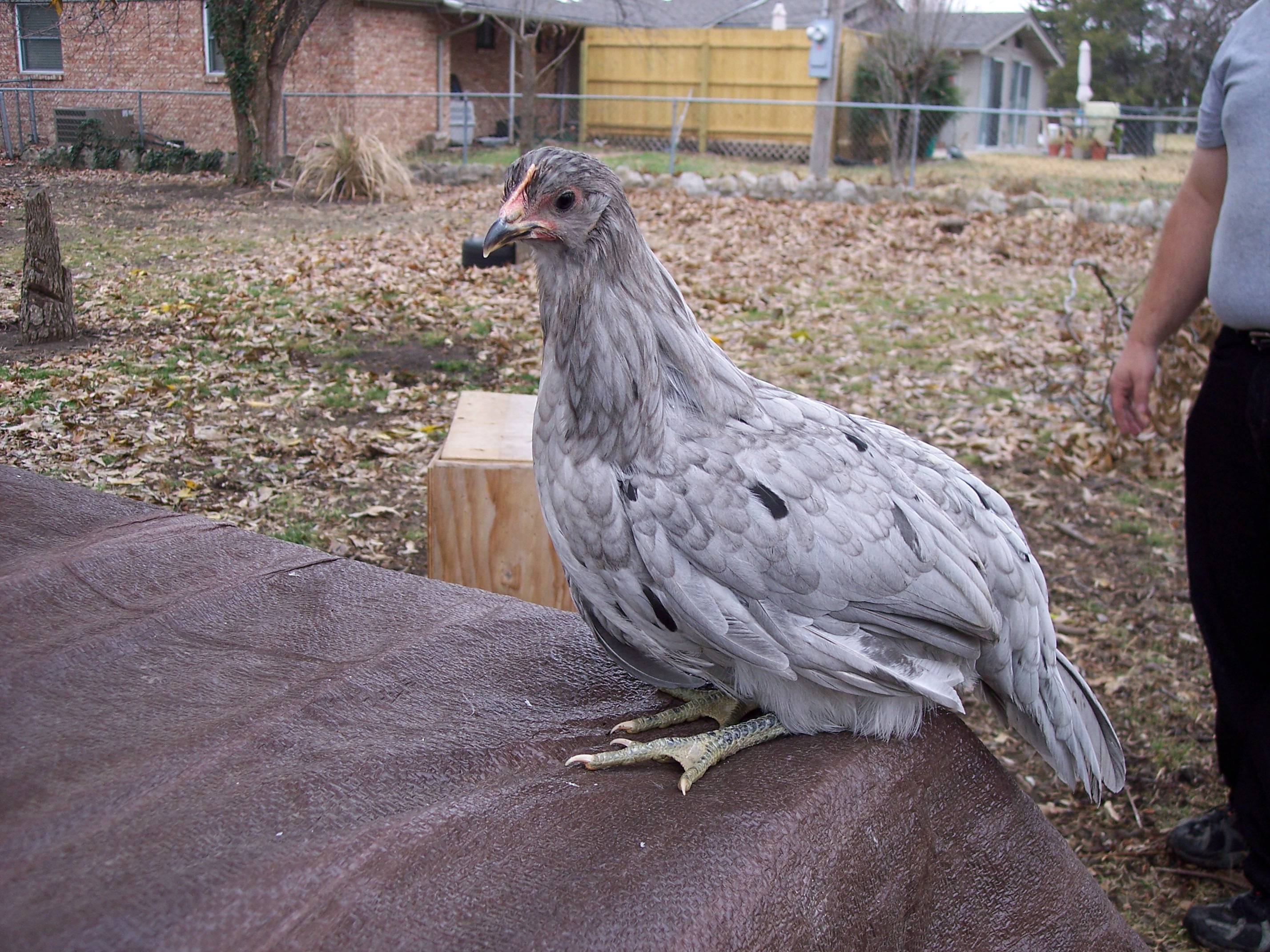 blue Isbar pullet