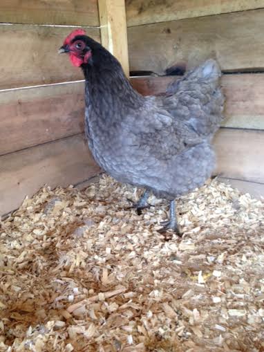 Blue Jersey Giant hen "Delilah"