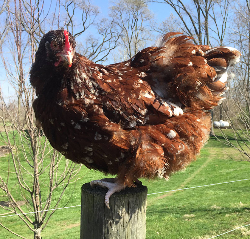 Blue Jubilee Orpington hen
http://stagecoachpoultry.com/orpington-chickens/item/blue-jubilee