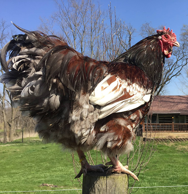 Blue Jubilee Orpington Rooster
http://stagecoachpoultry.com/orpington-chickens/item/blue-jubilee