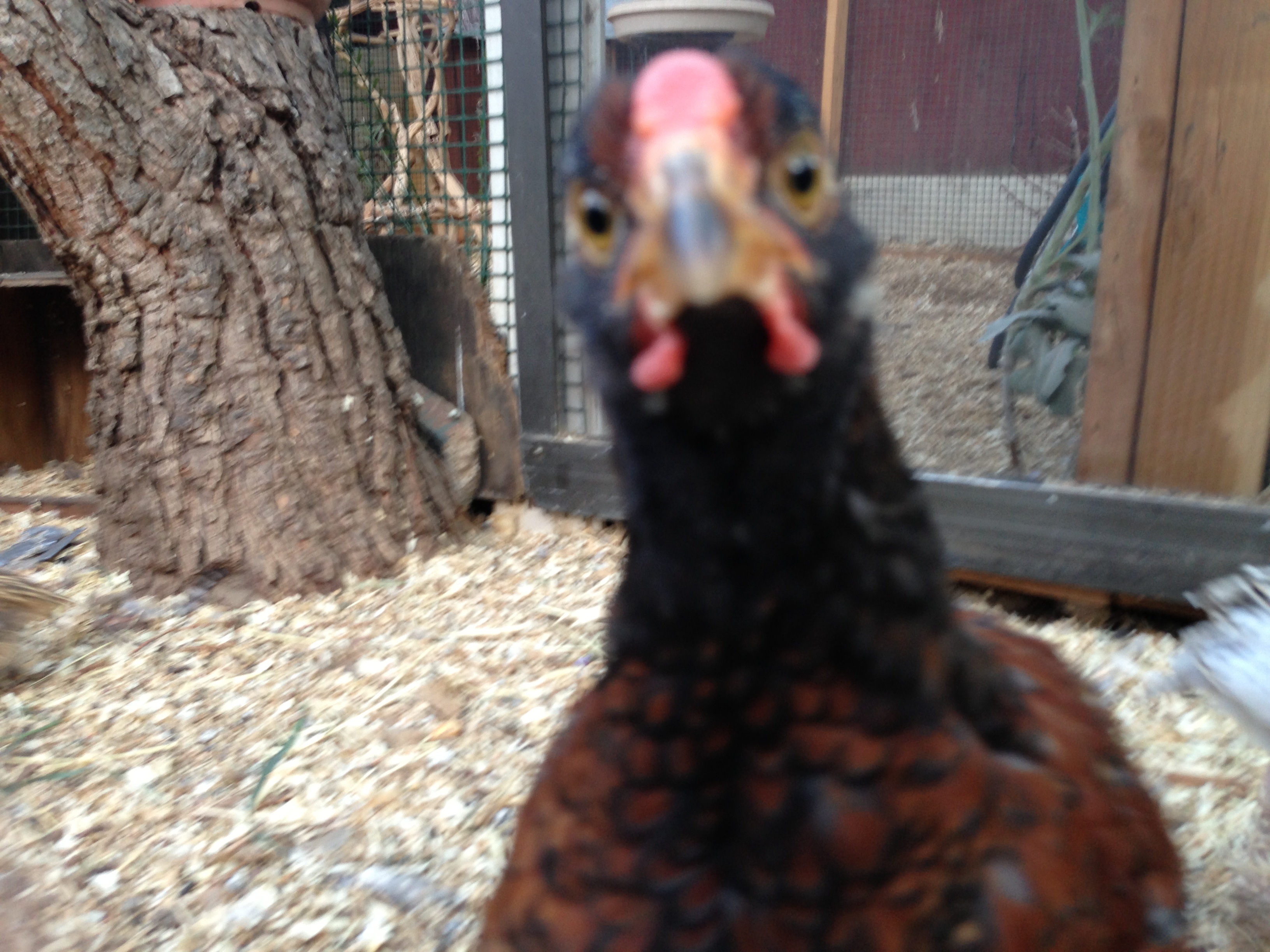 Blue laced red cockerel