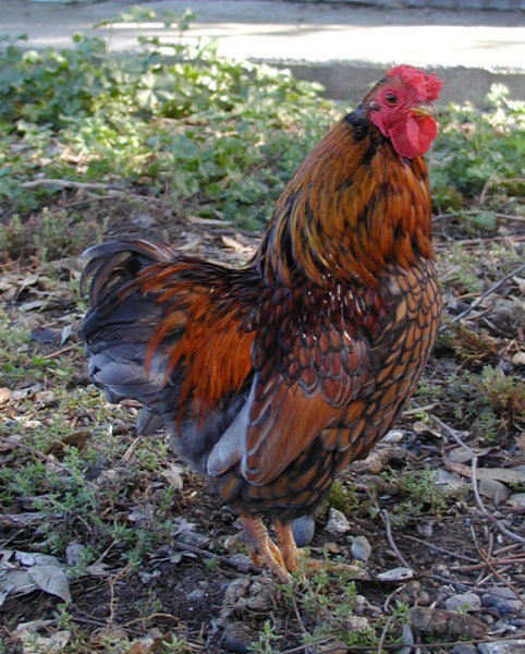 Blue-laced red roo, bantam