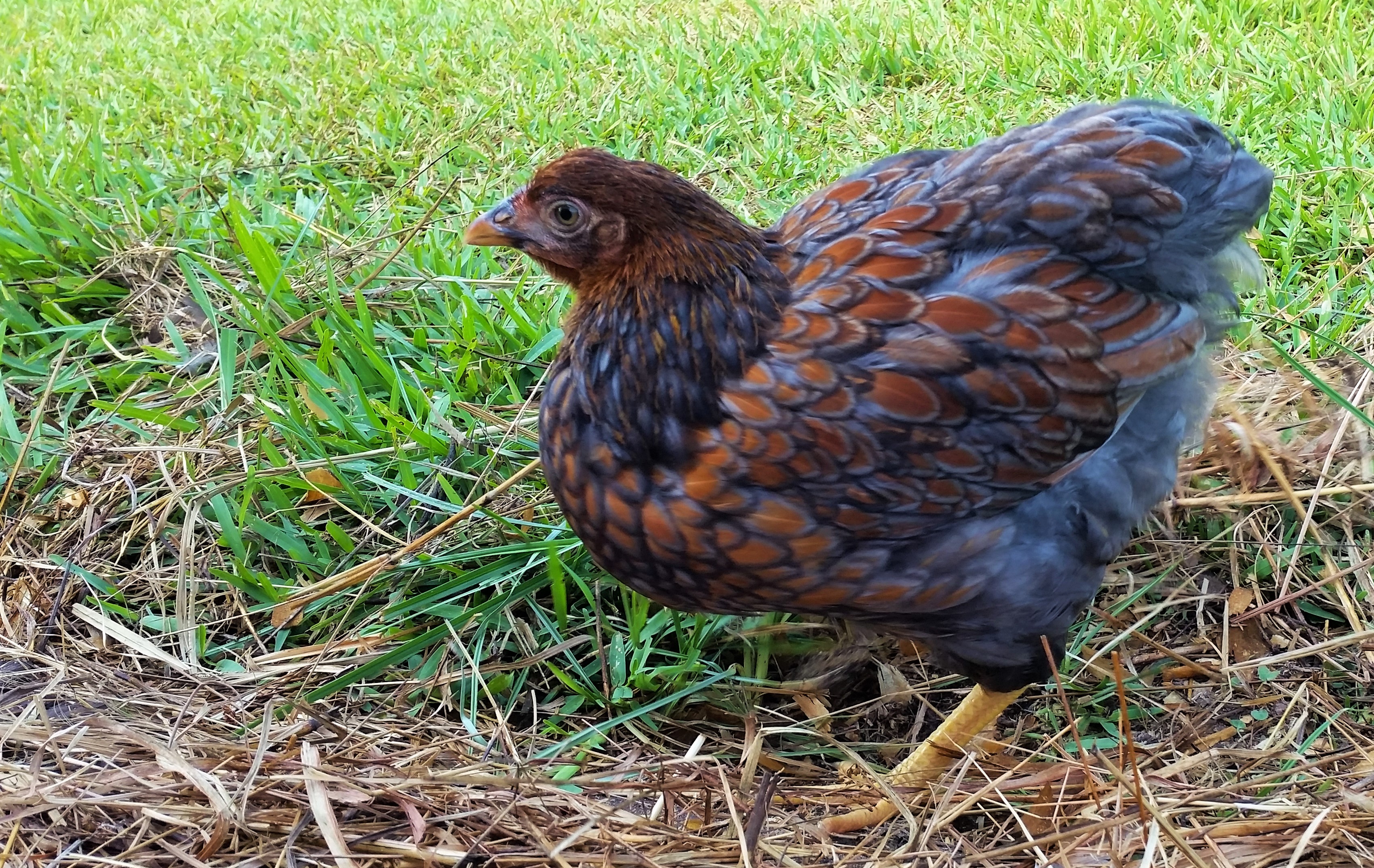 Blue Laced Red Wyandotte 11 weeks