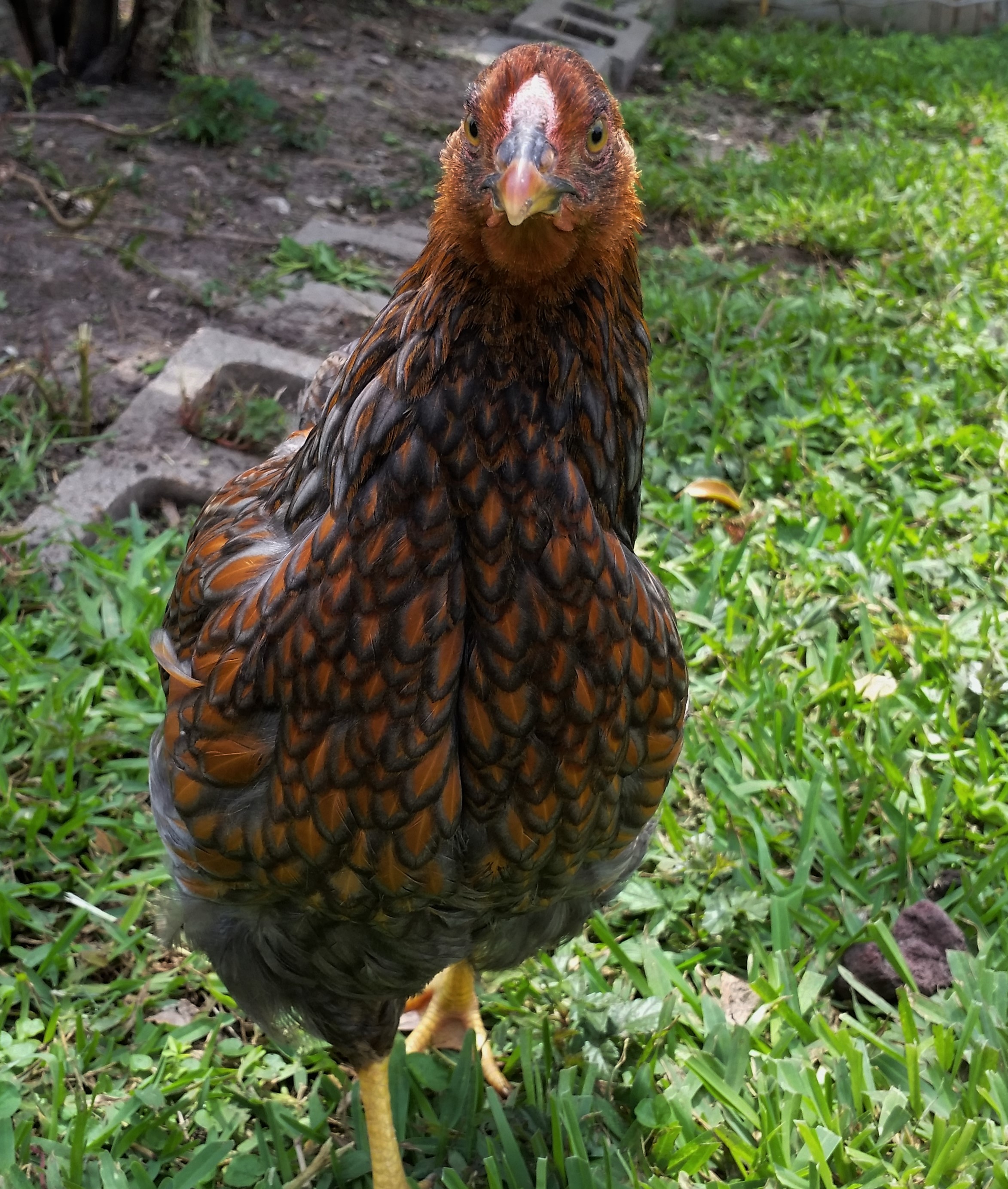 Blue Laced Red Wyandotte 13 weeks