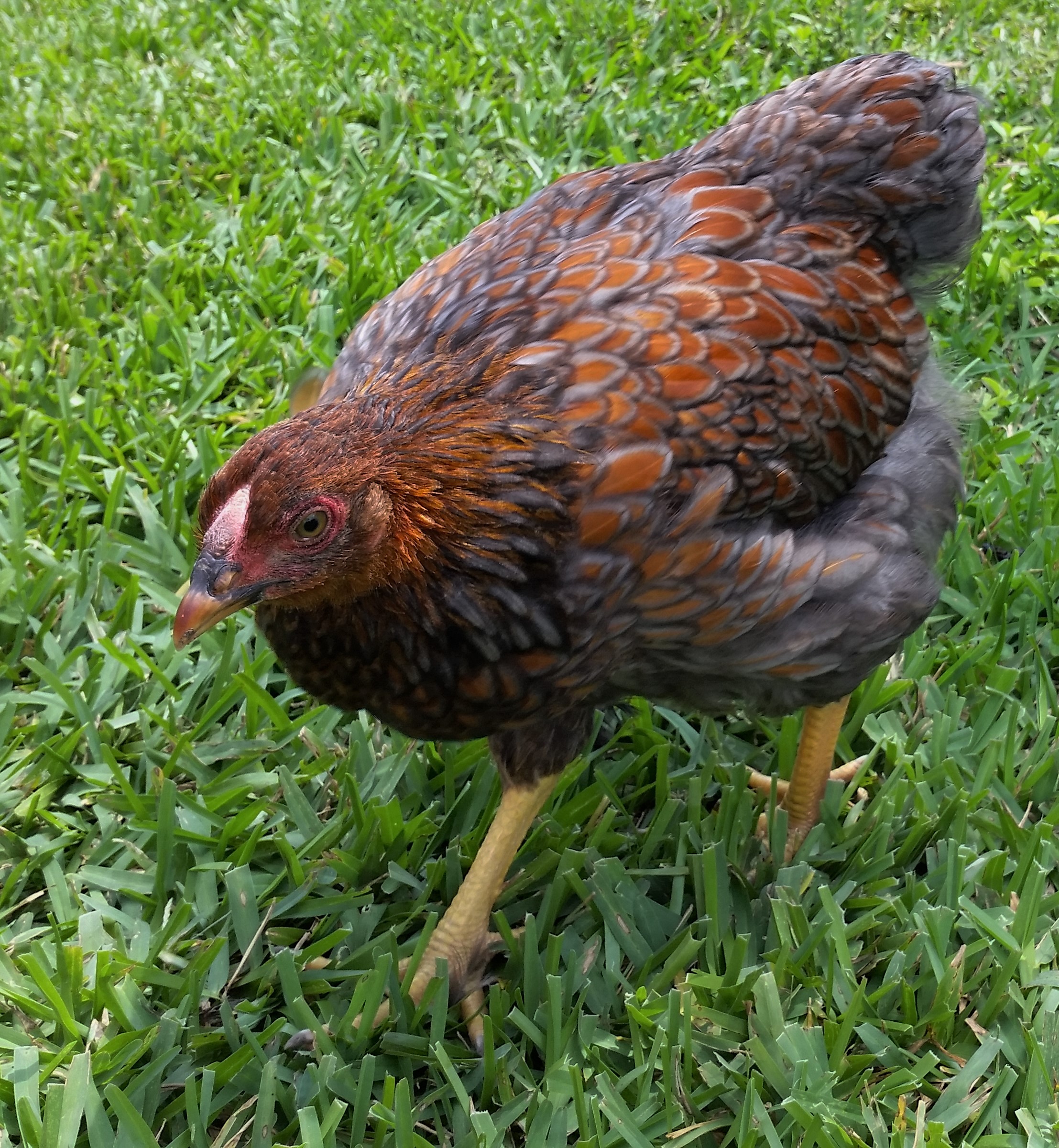 Blue Laced Red Wyandotte 13 weeks