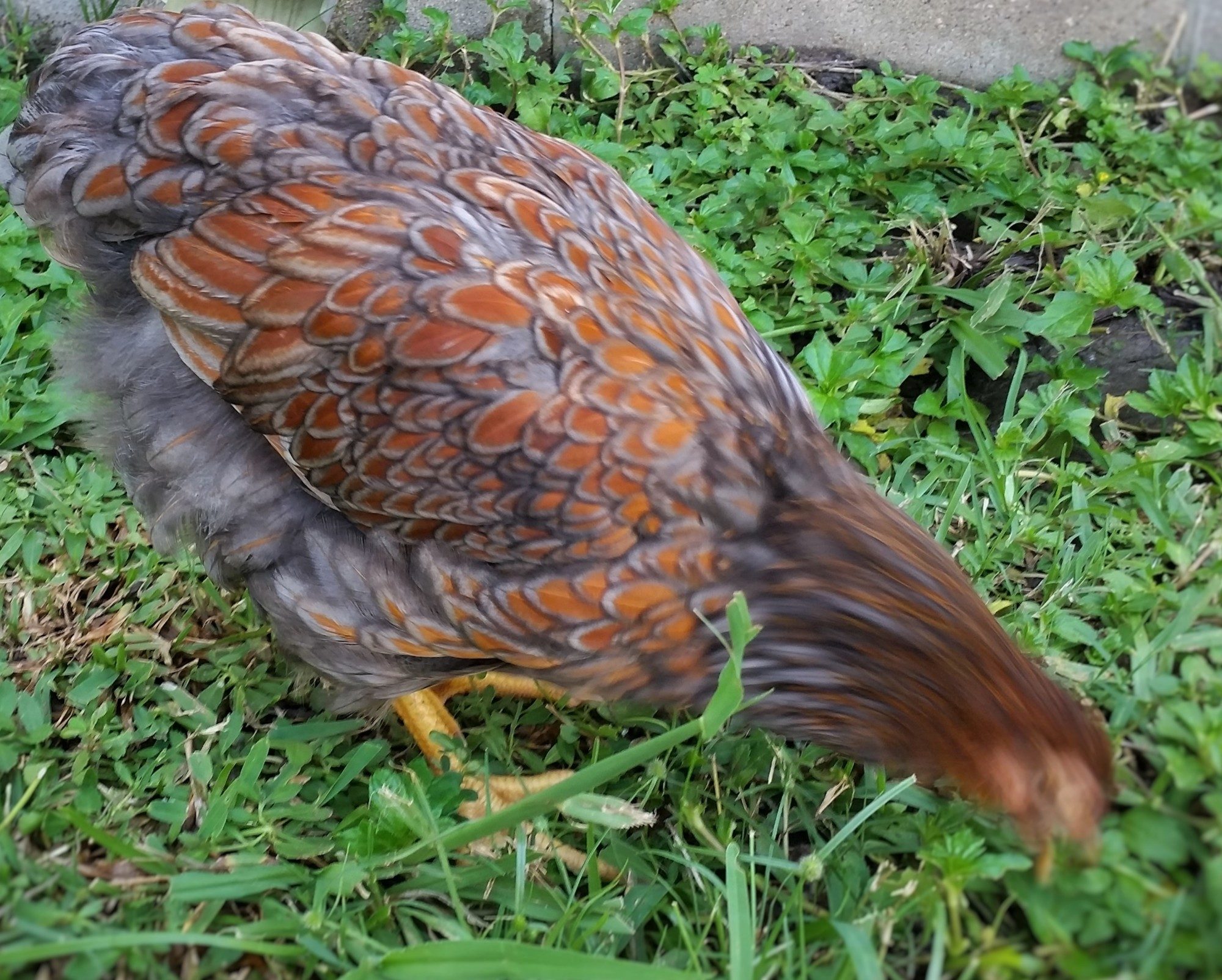 Blue Laced Red Wyandotte 14 weeks (she decided she wanted to move her head for her weekly photo)