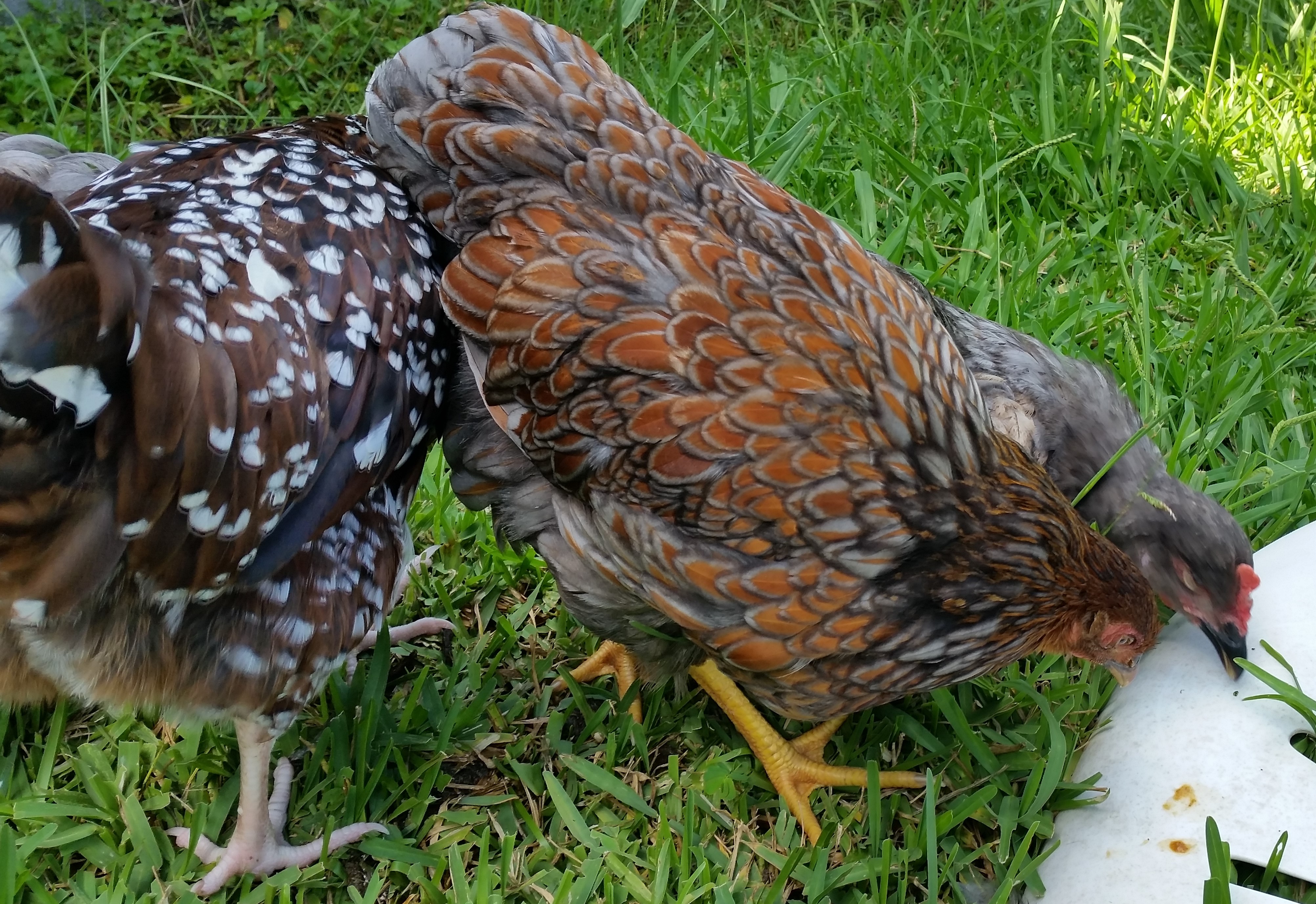Blue Laced Red Wyandotte 15 weeks