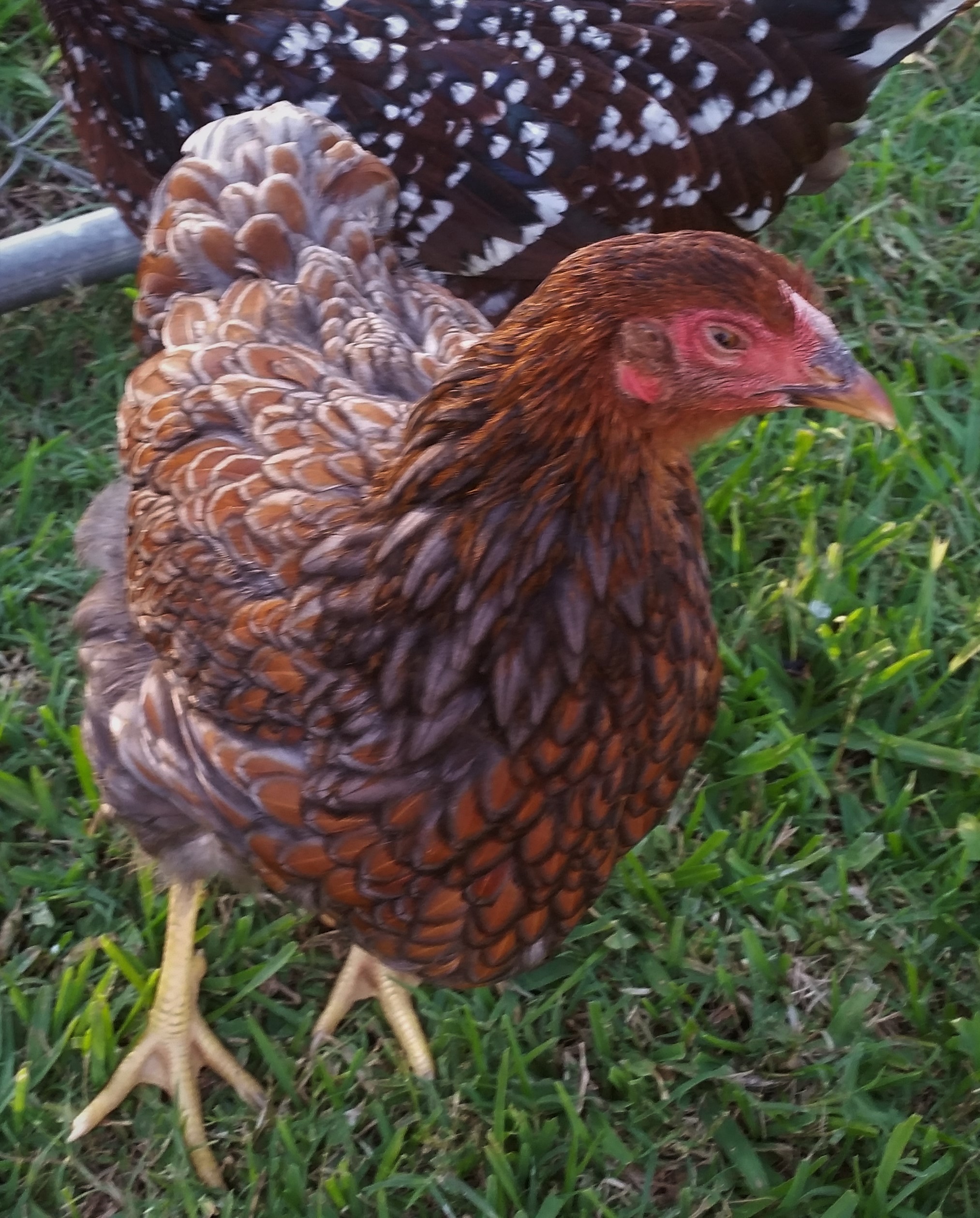 Blue Laced Red Wyandotte 16 weeks