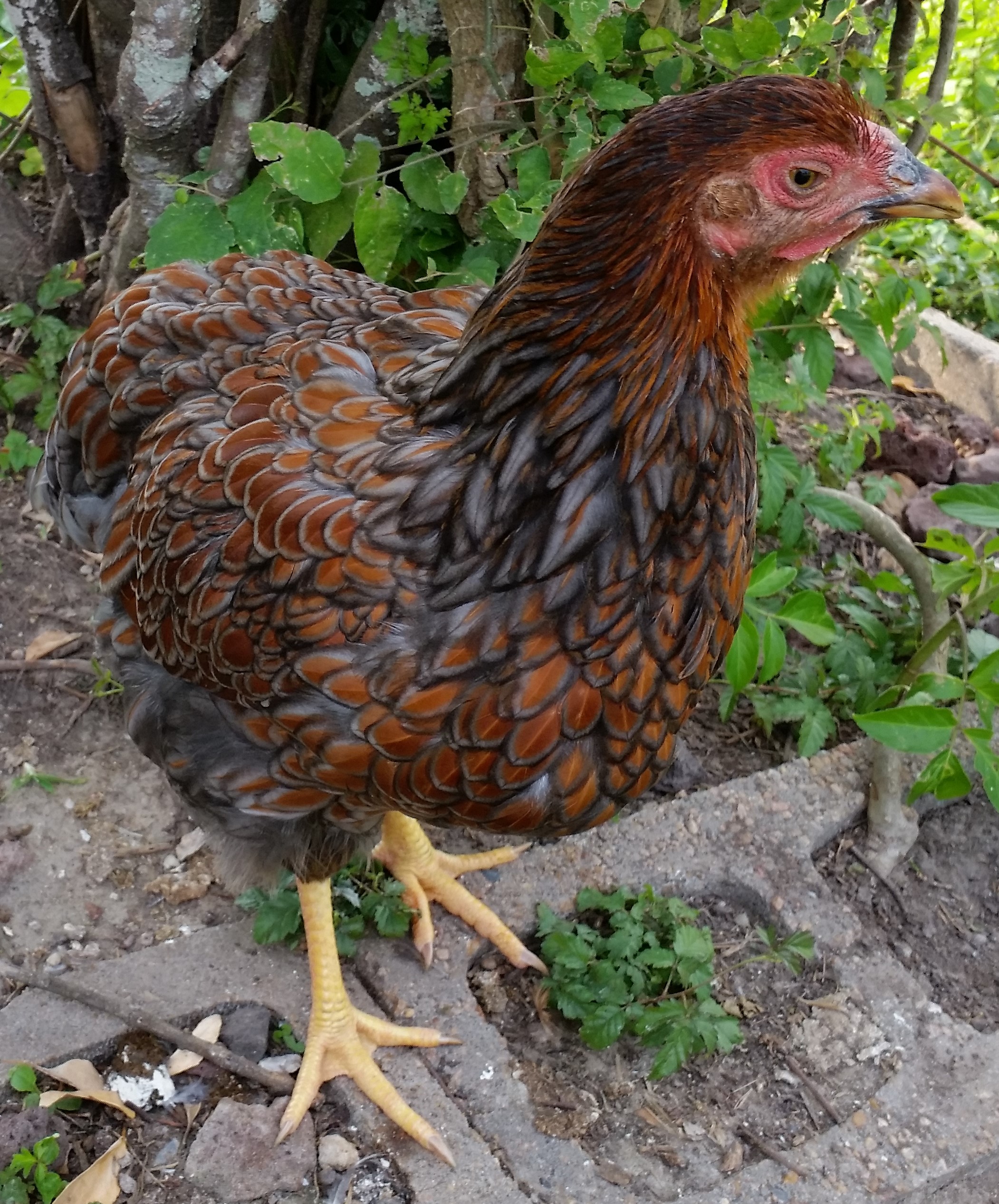 Blue Laced Red Wyandotte 18 1/2 weeks