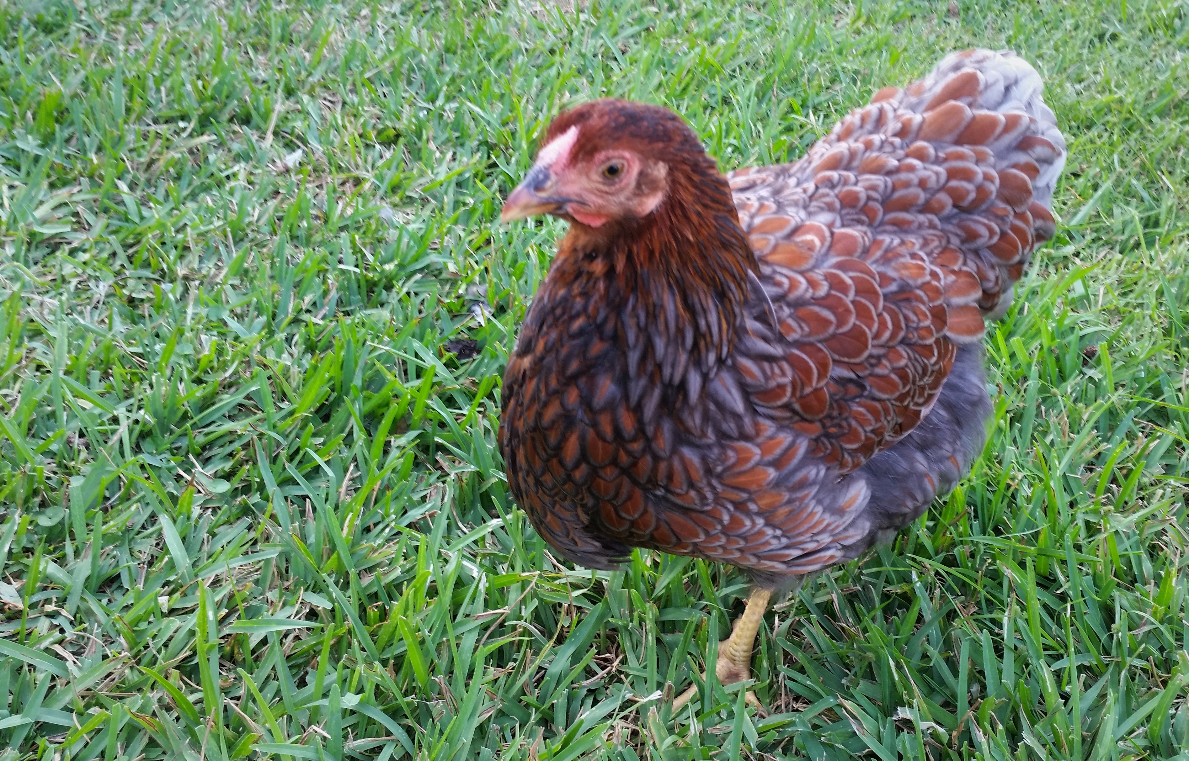 Blue Laced Red Wyandotte 19 weeks