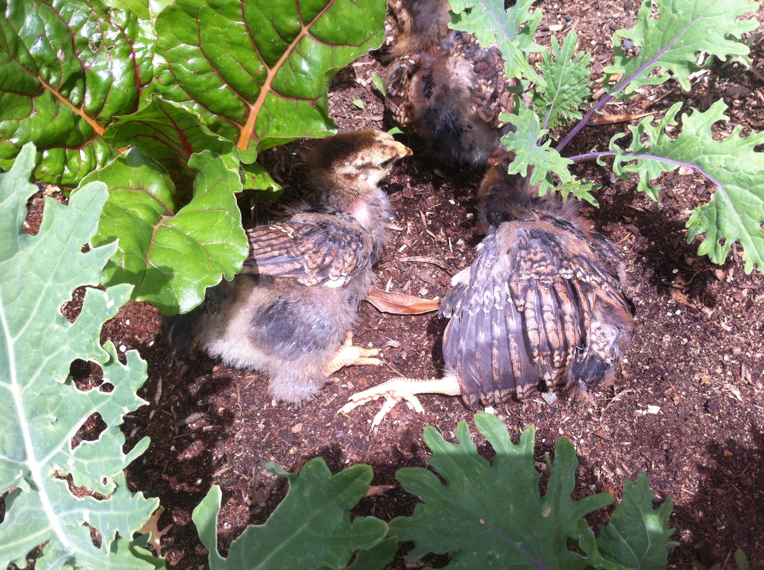 Blue laced red wyandotte chicks