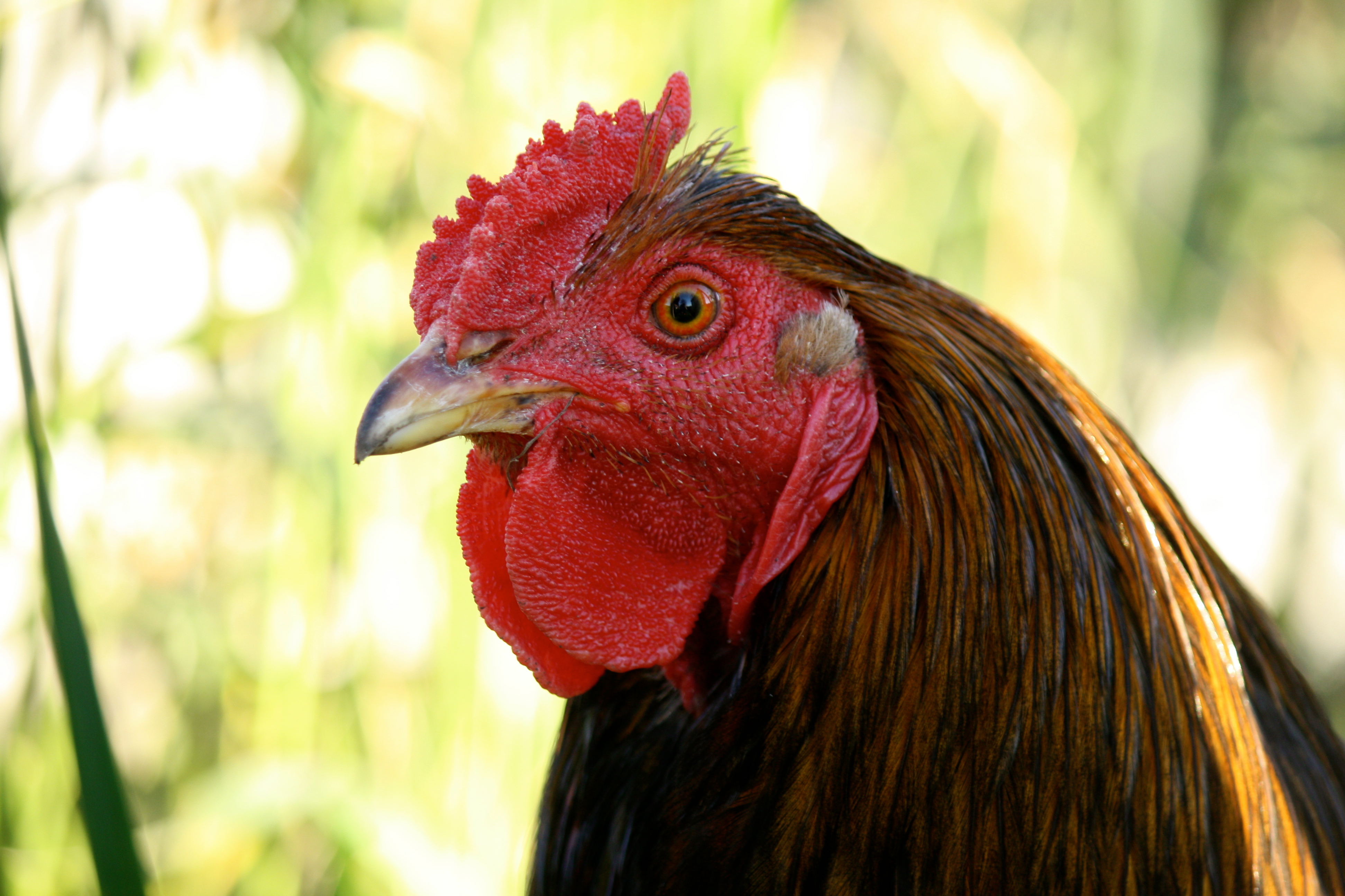 Blue laced red  Wyandotte , cockerel .