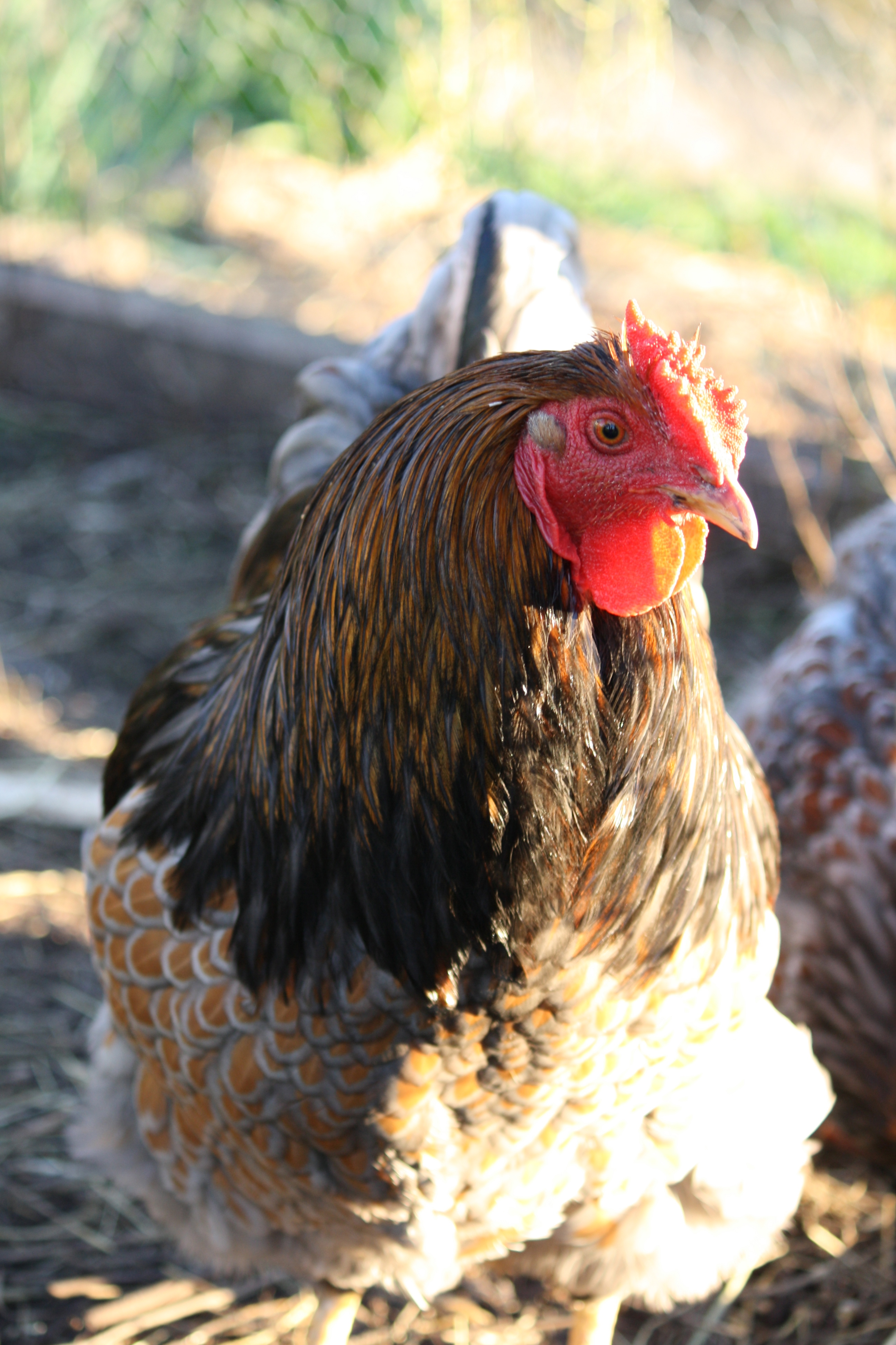 Blue laced red Wyandotte, cockerel.
