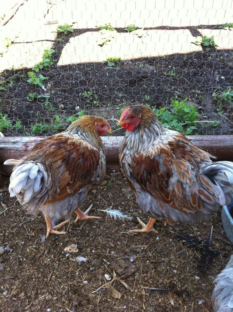 blue laced red wyandotte cockerels- 3.5 months