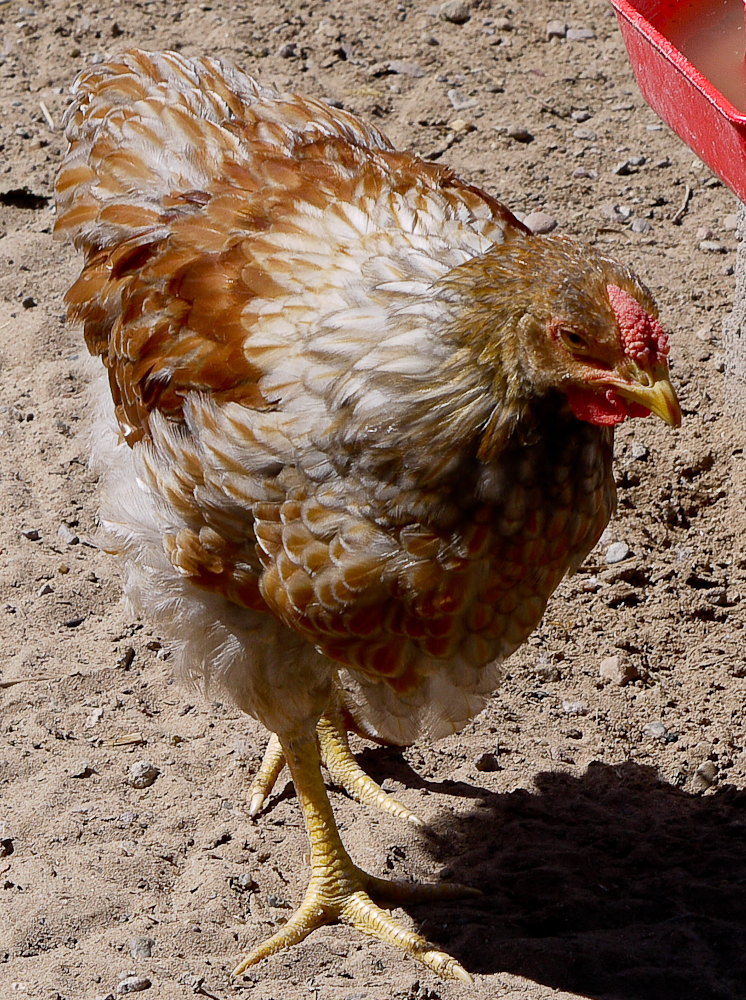 Blue Laced Red Wyandotte pullet