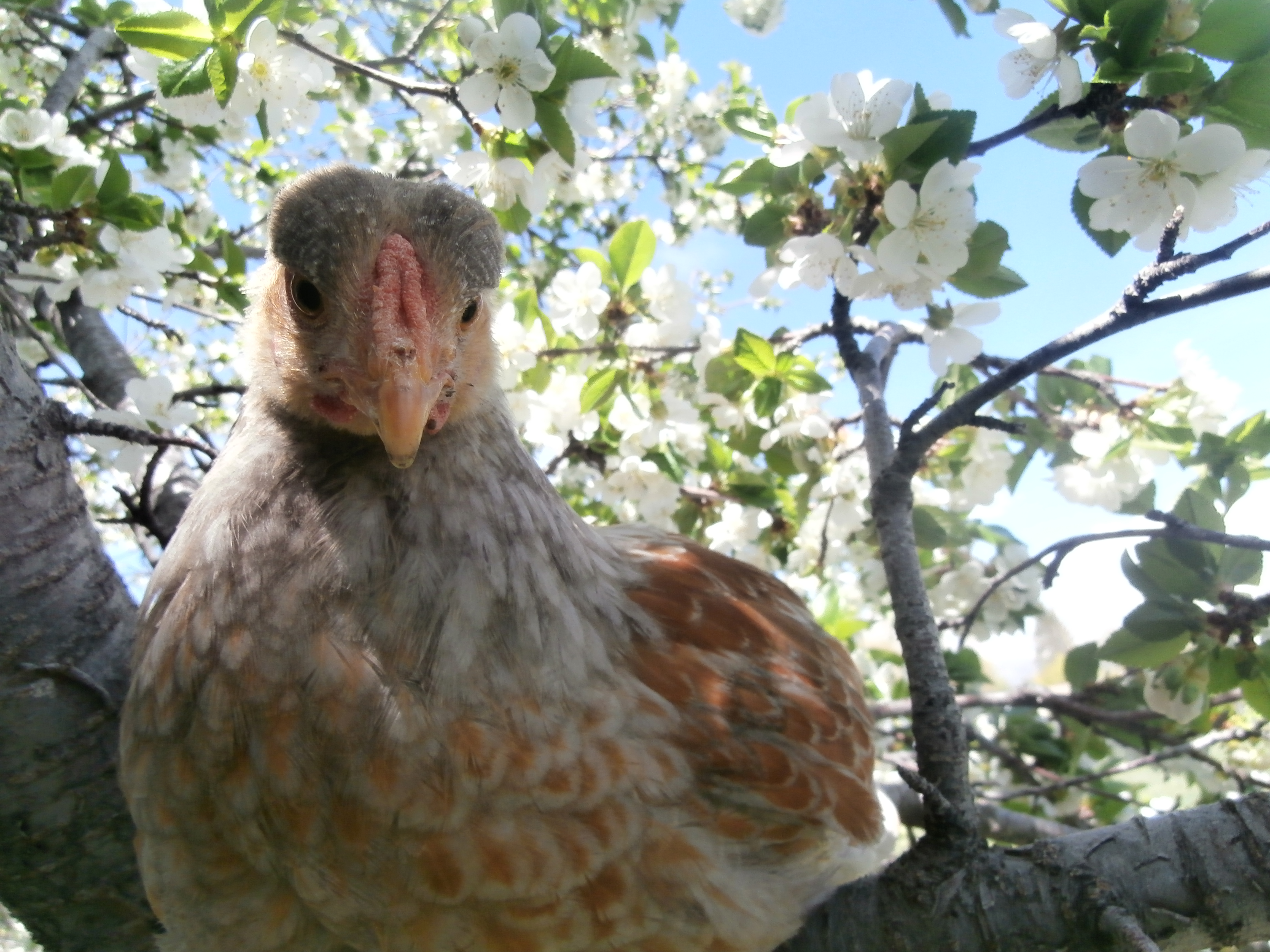 Blue Laced Red Wyandotte Pullet