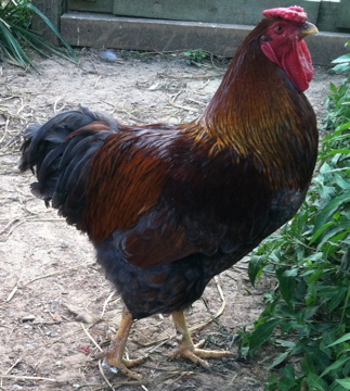 Blue Laced Red Wyandotte rooster