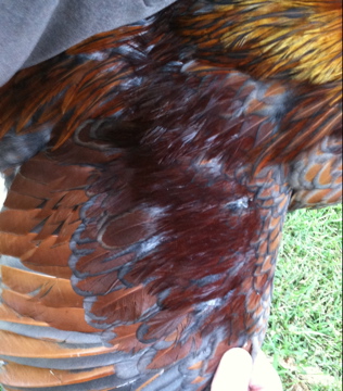Blue Laced Red Wyandotte wing