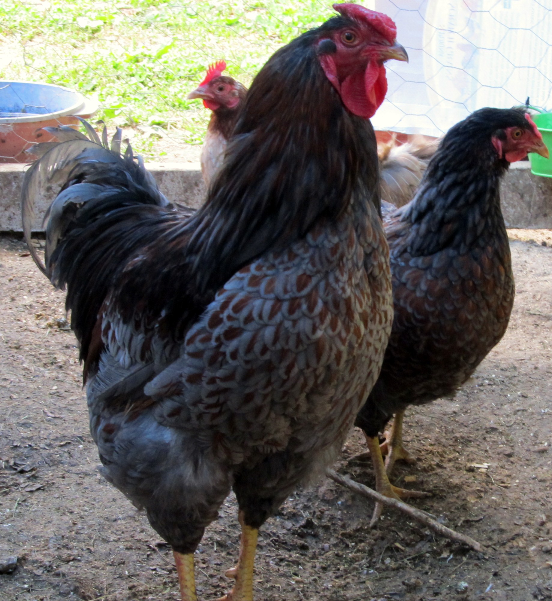 Blue Laced Red Wyandotte