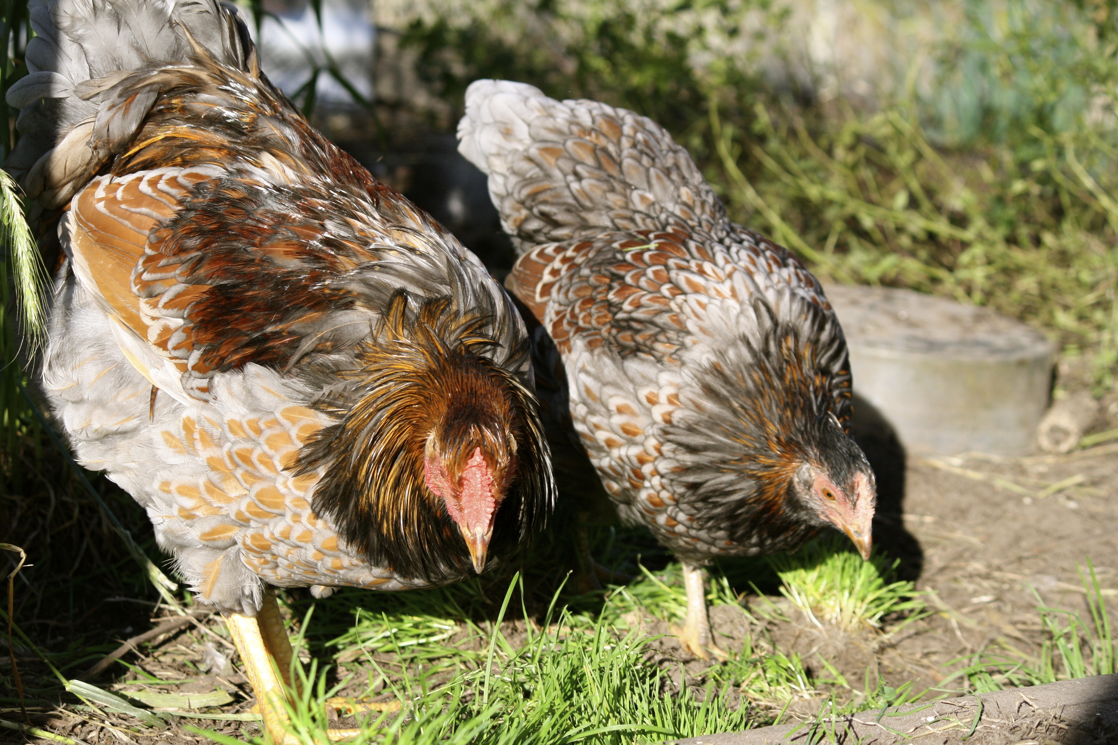 Blue laced red Wyandotte