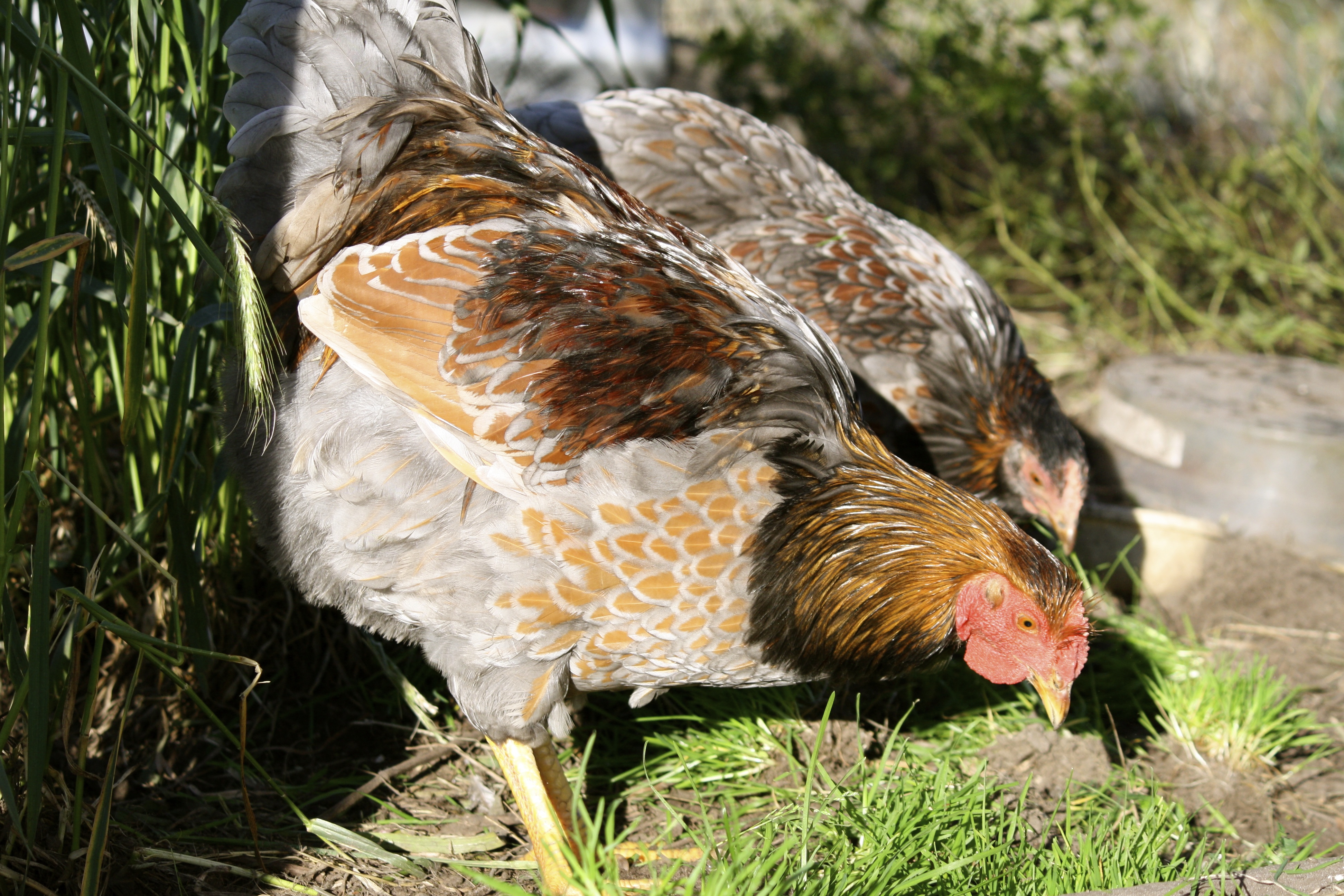 Blue laced red Wyandotte