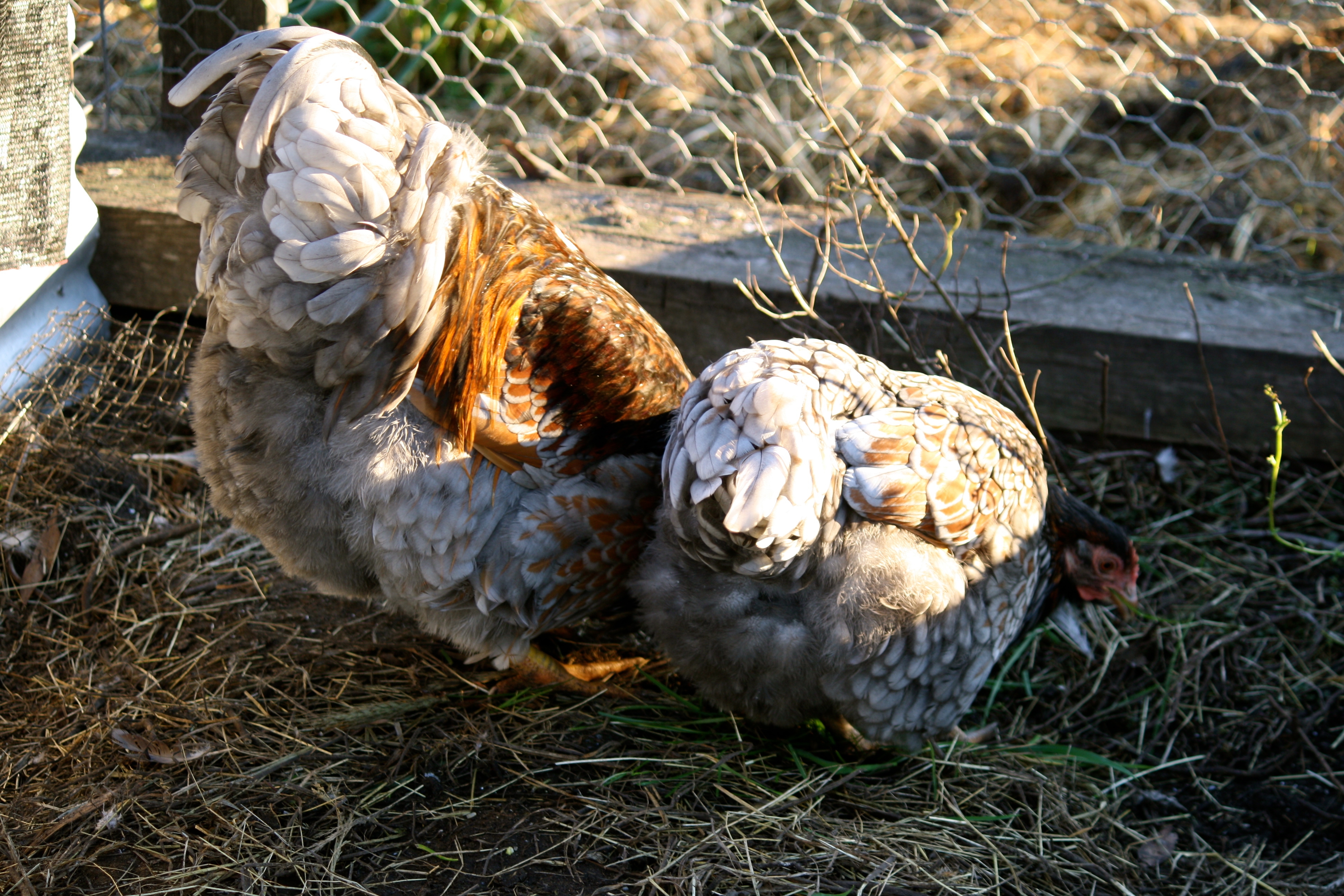 Blue laced red Wyandotte