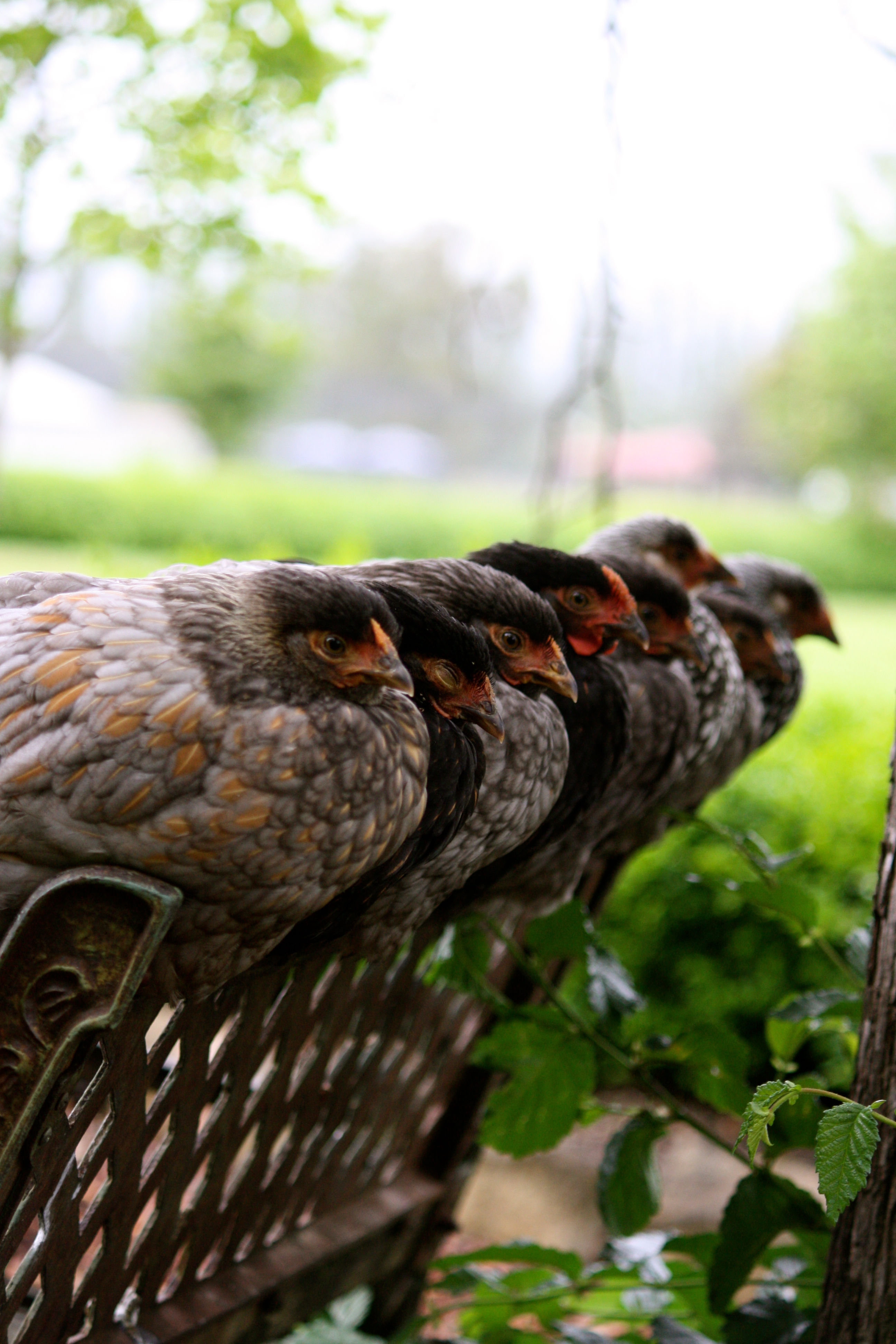Blue laced red Wyandotte .