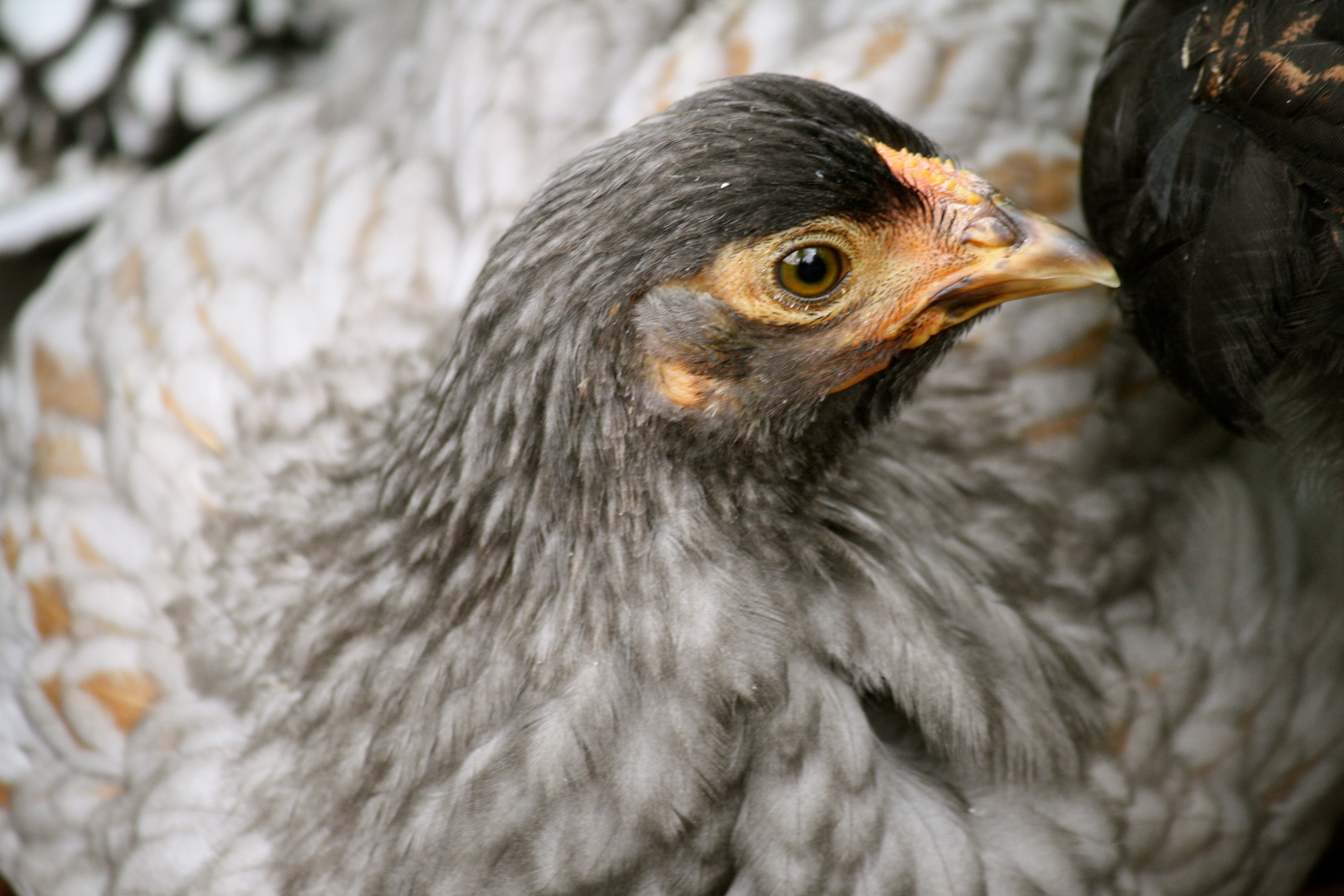 Blue laced red Wyandotte .