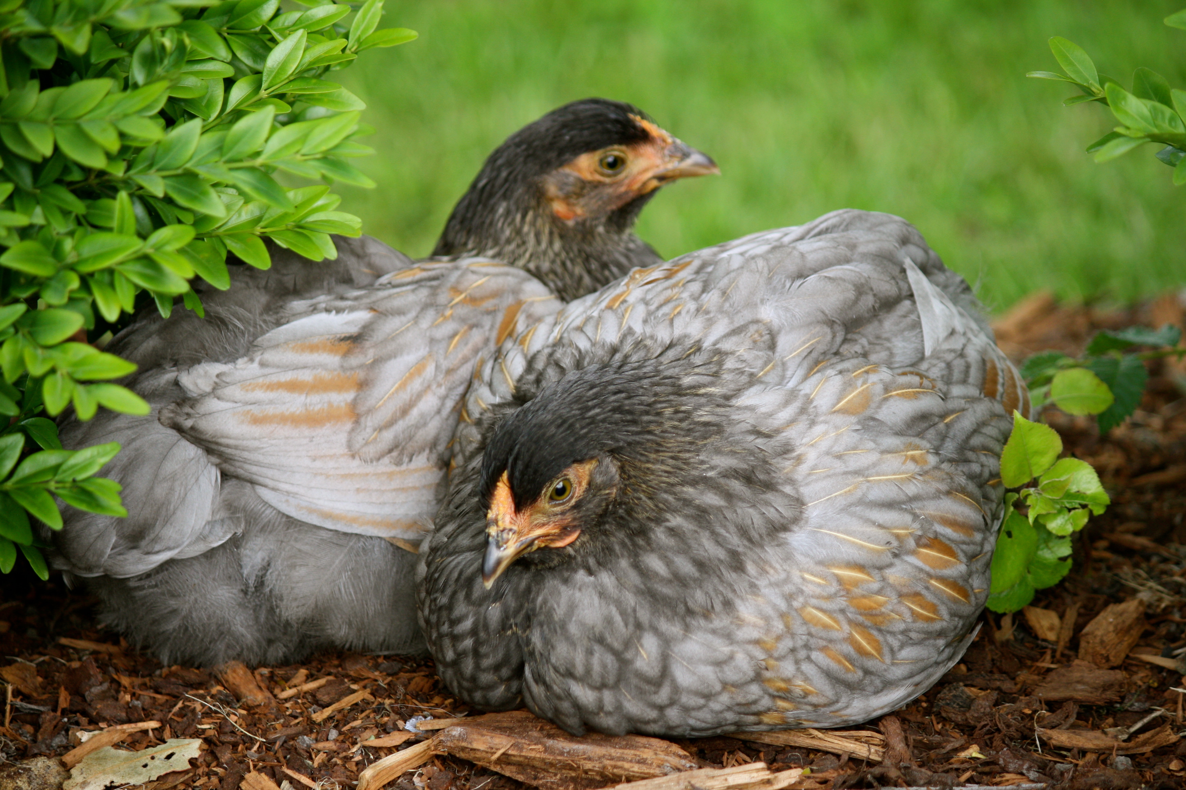 Blue laced red Wyandotte.