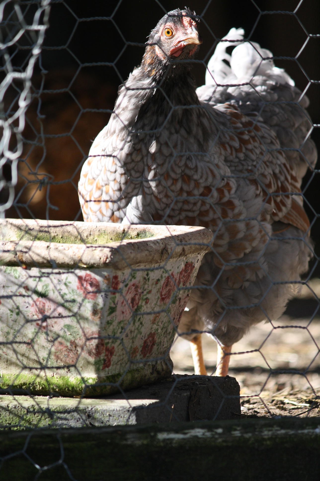 Blue laced red Wyandotte