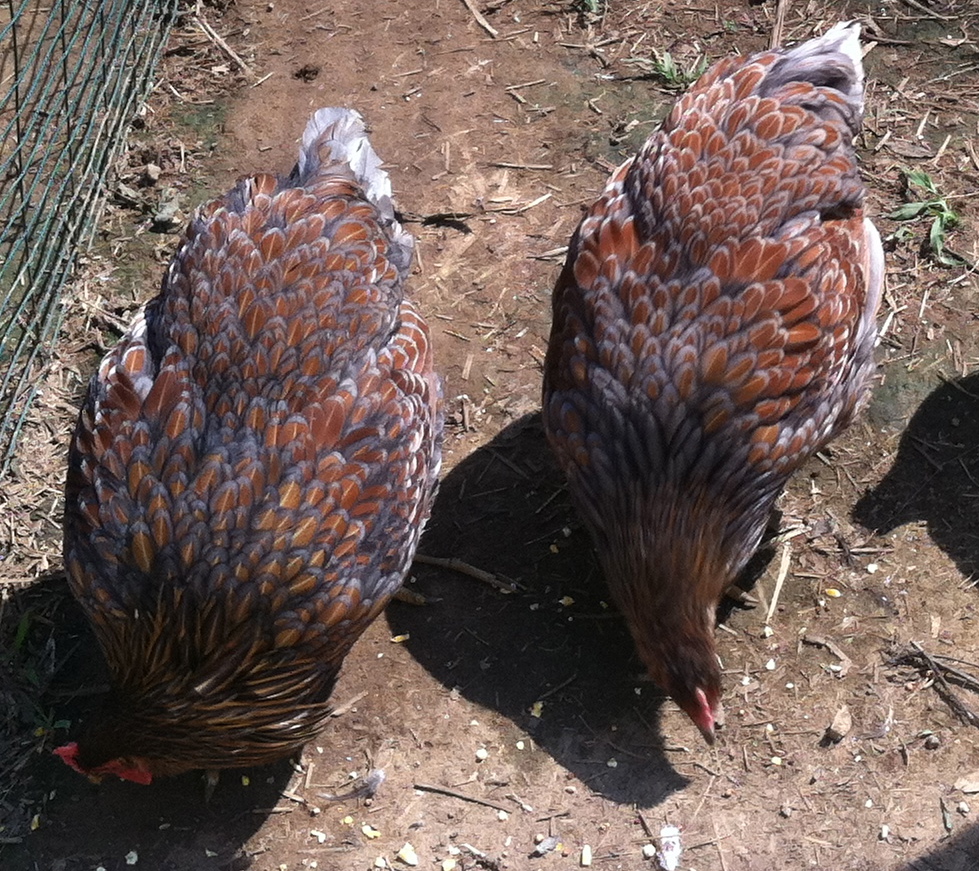 Blue Laced Red Wyandotte