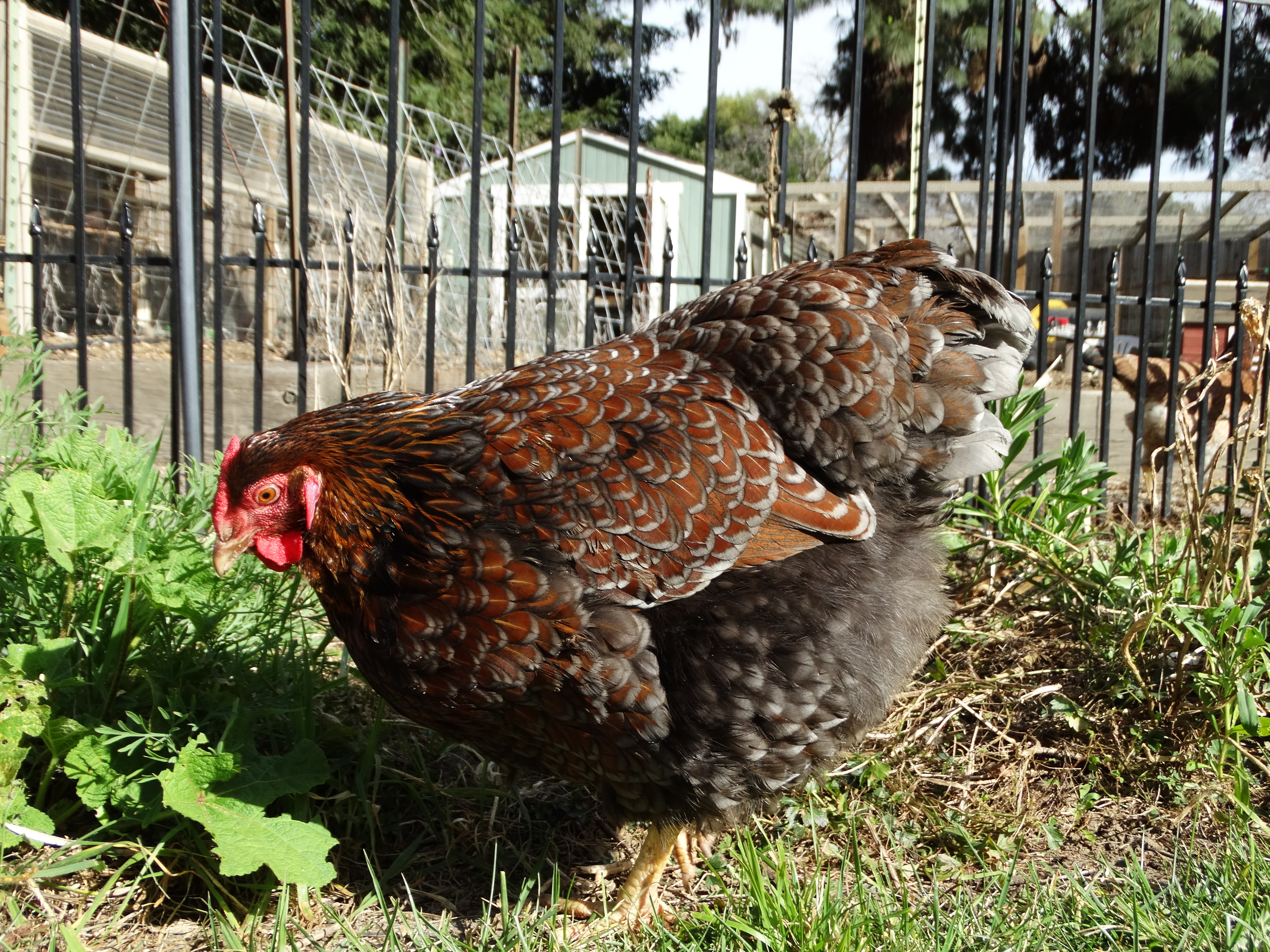 Blue-laced red wyandotte