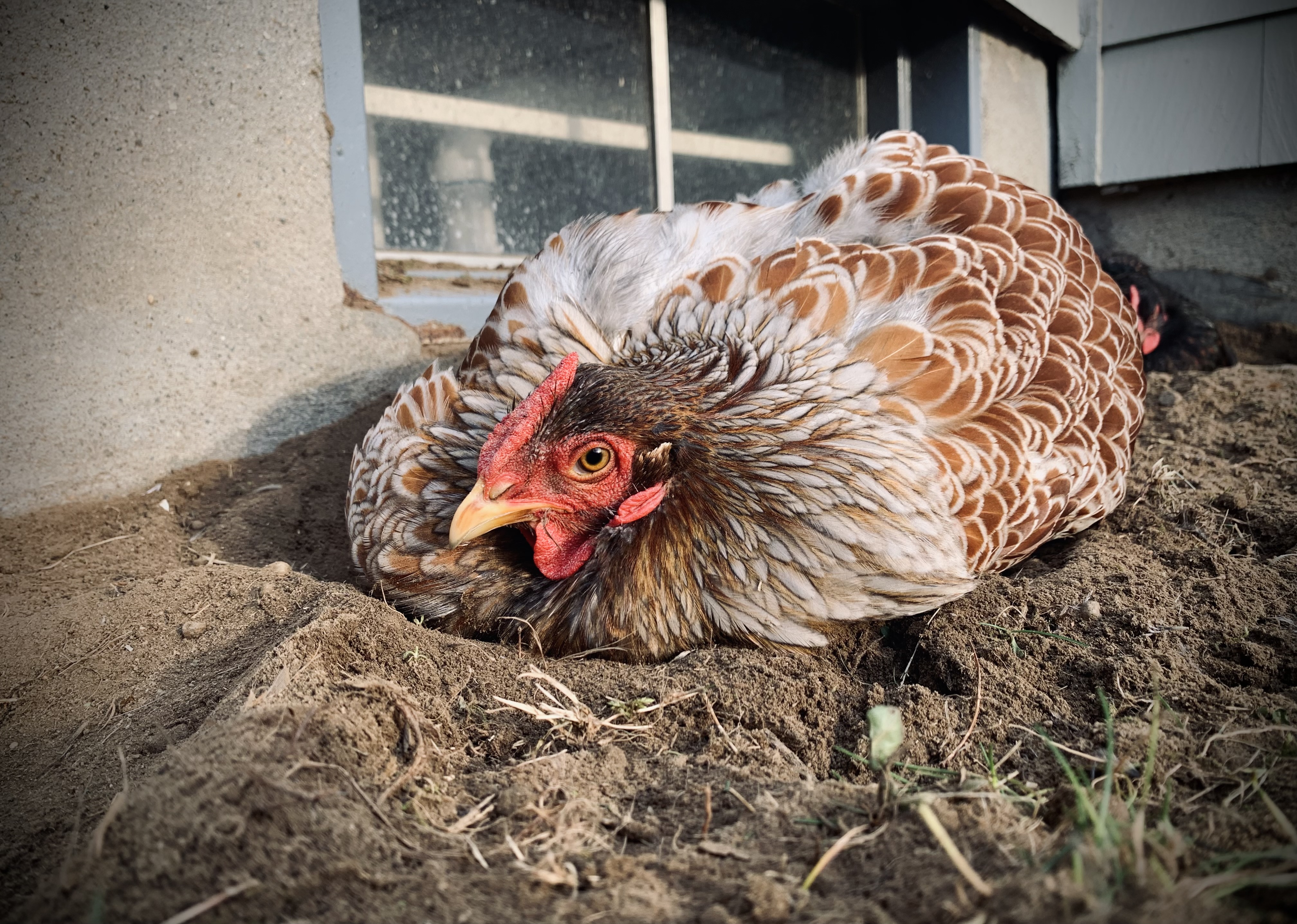 Blue Laced Red Wyandotte