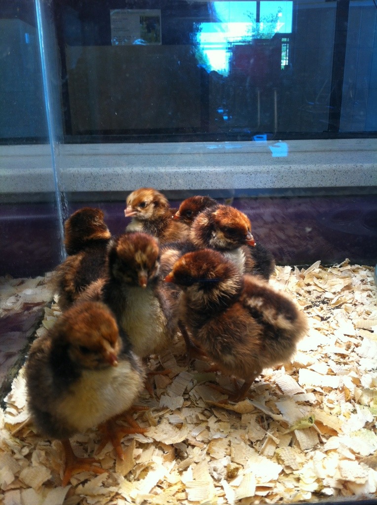 blue laced red wyandottes. My first perfect hatch!