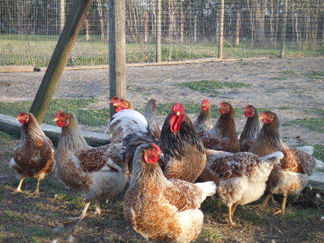 Blue-Laced-Red Wyandottes
