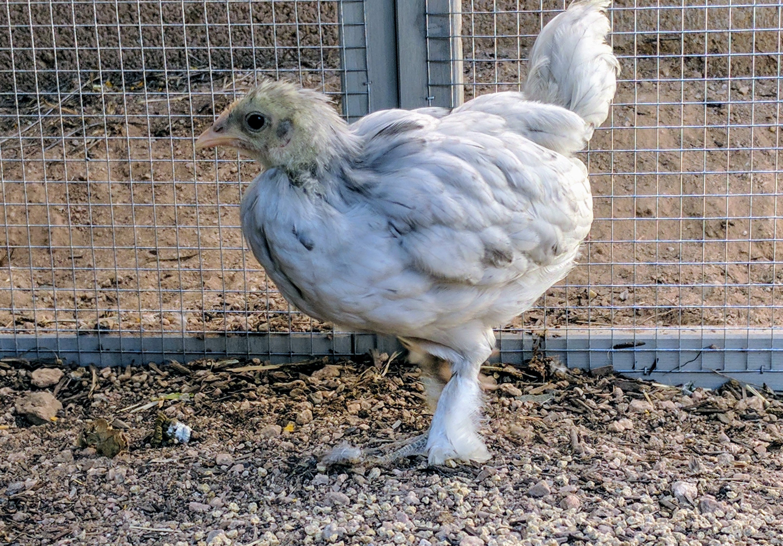 Blue Langshan Approx 5 weeks