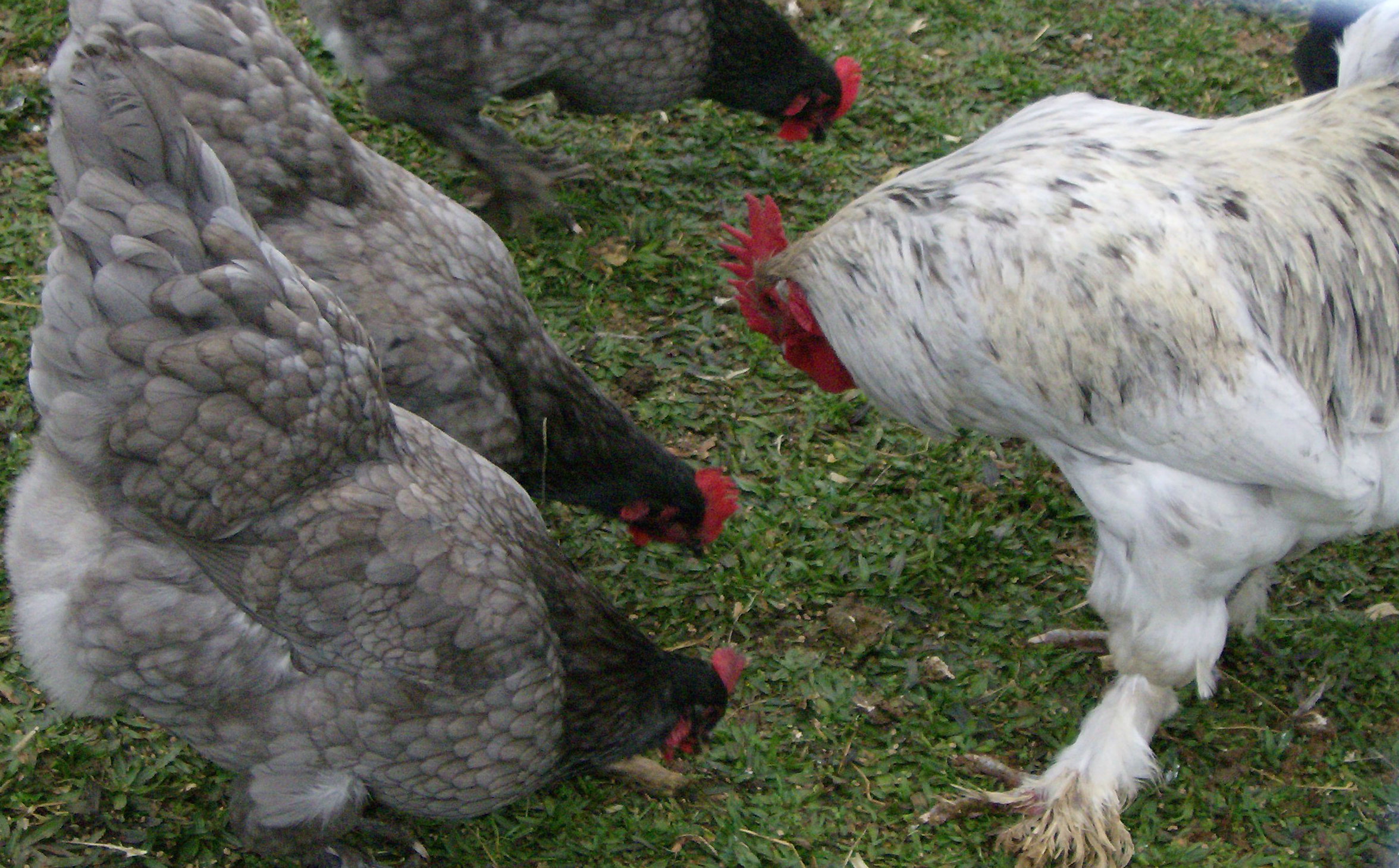 Blue Langshan hens with Godzilla the Splash Langshan roo