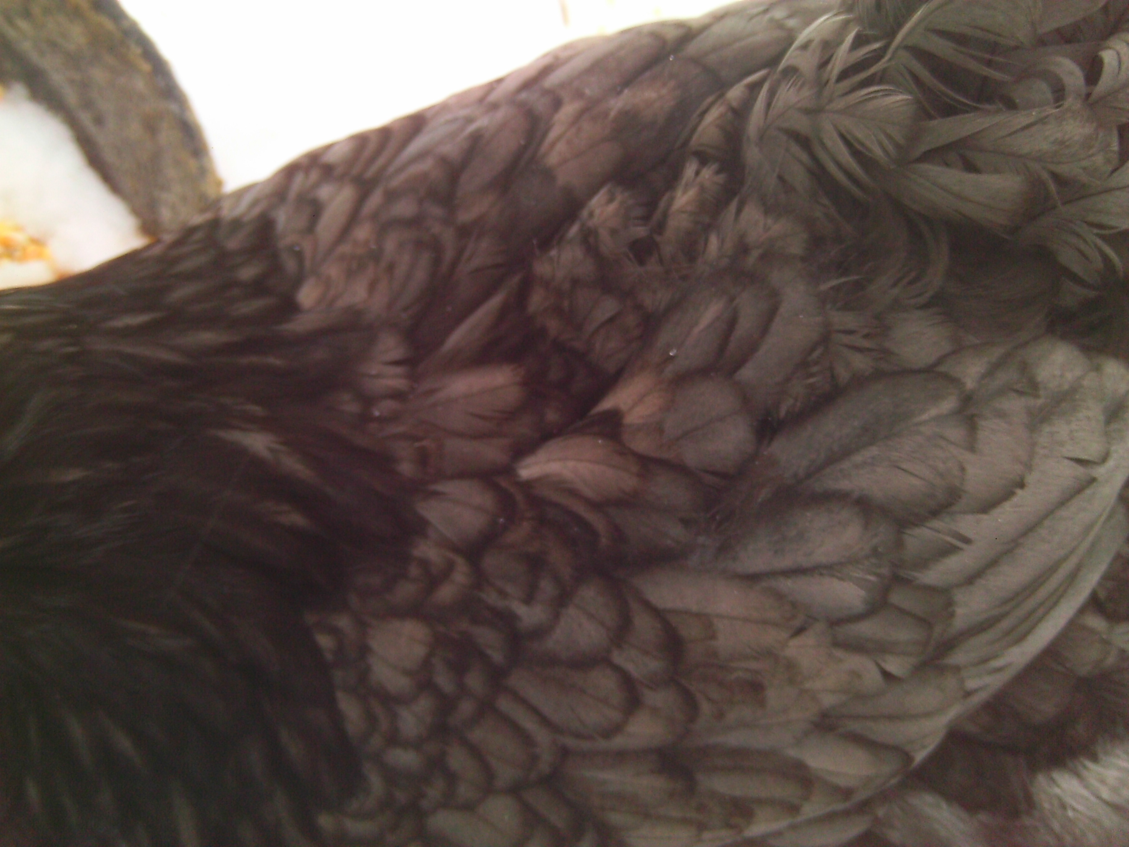 Blue Leaders coloring