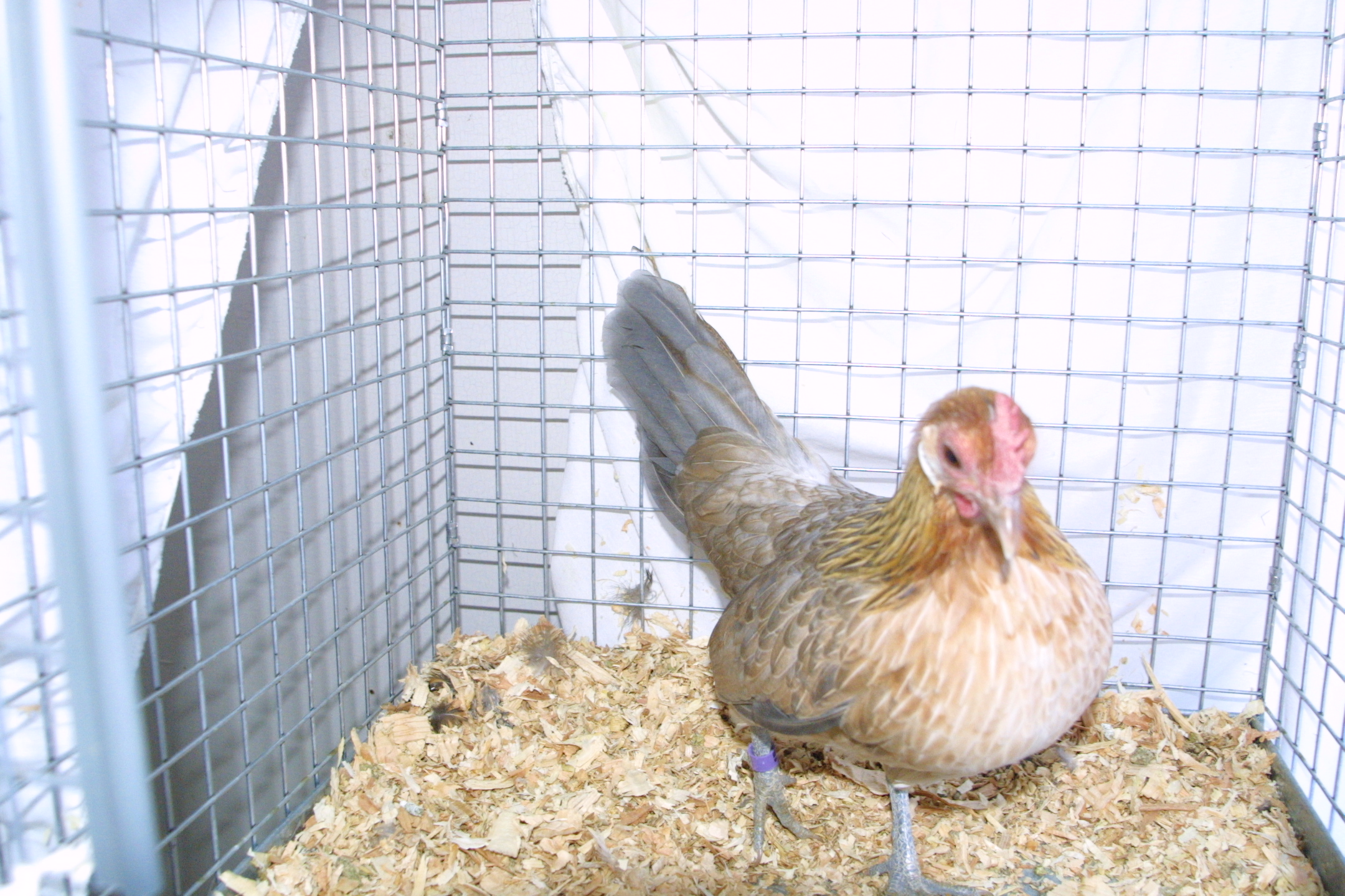 Blue Light Brown Dutch Pullet