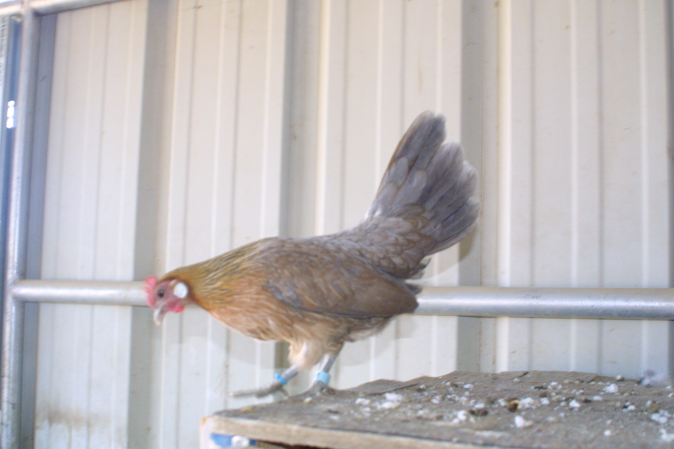 Blue Light Brown Dutch Pullet