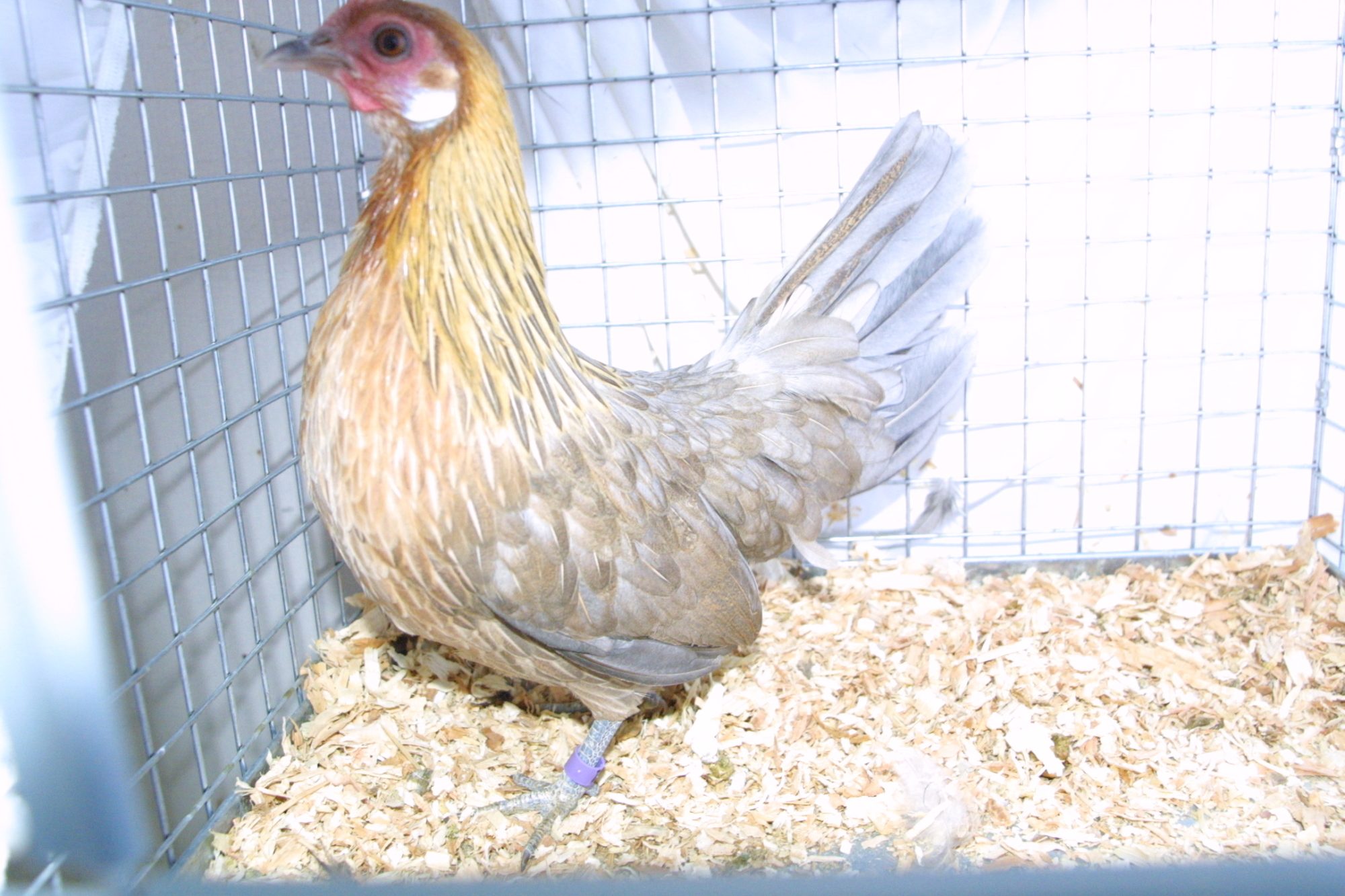 Blue Light Brown Dutch Pullet