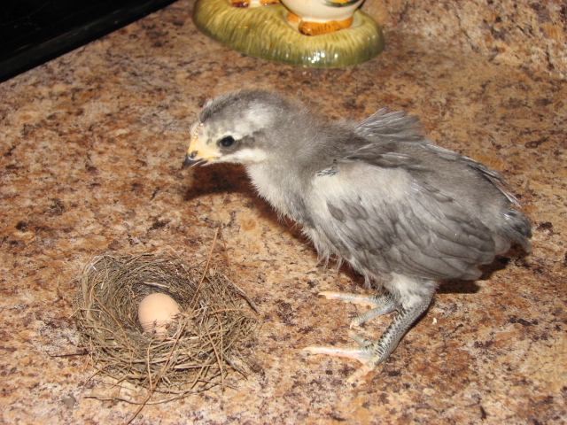 blue marans 3 weeks old