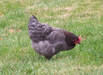 Blue Marans Hen