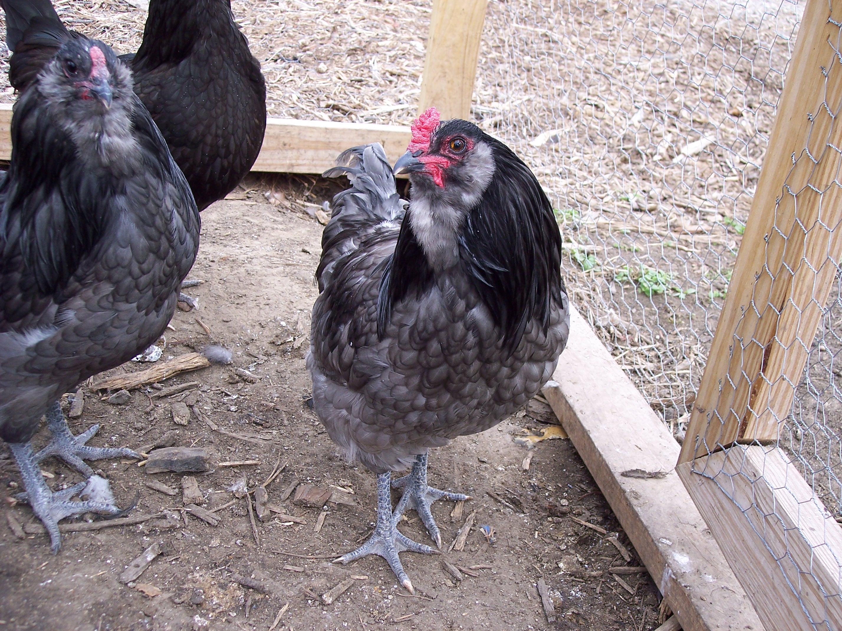 blue Meredith line cockerel