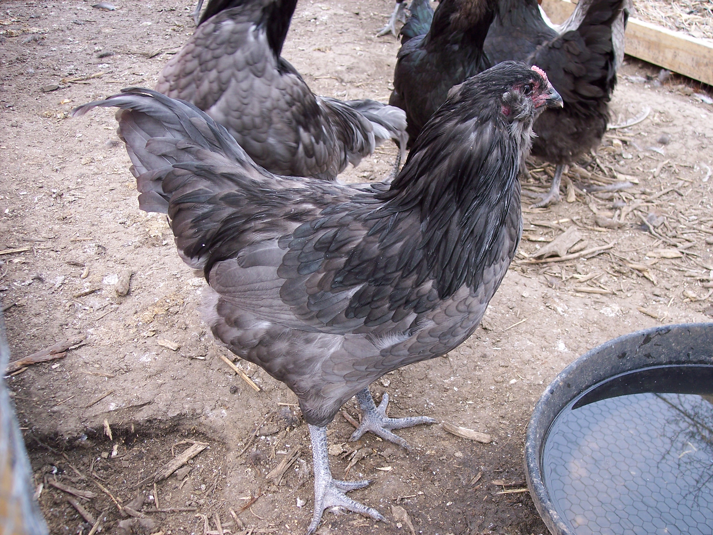 blue Meredith line POL pullet