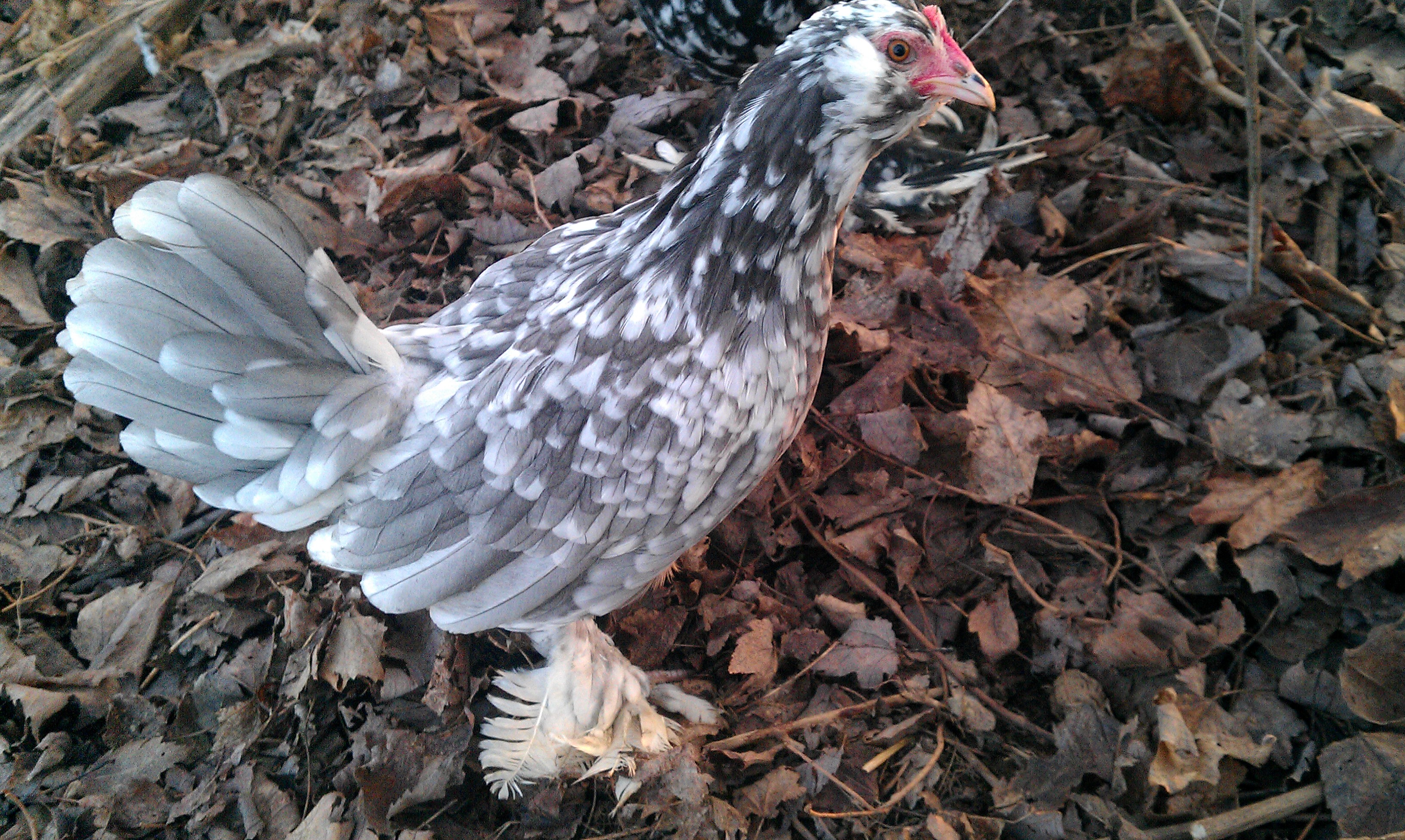 Blue Mottled D'Uccle